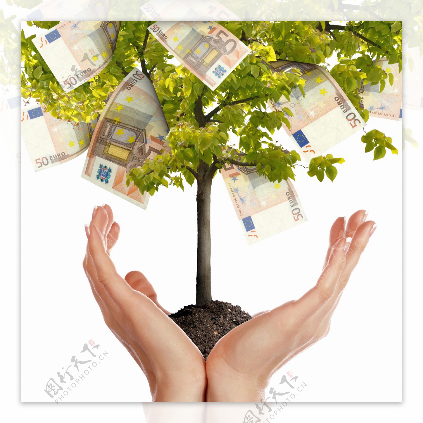 双手上的树和欧元图片