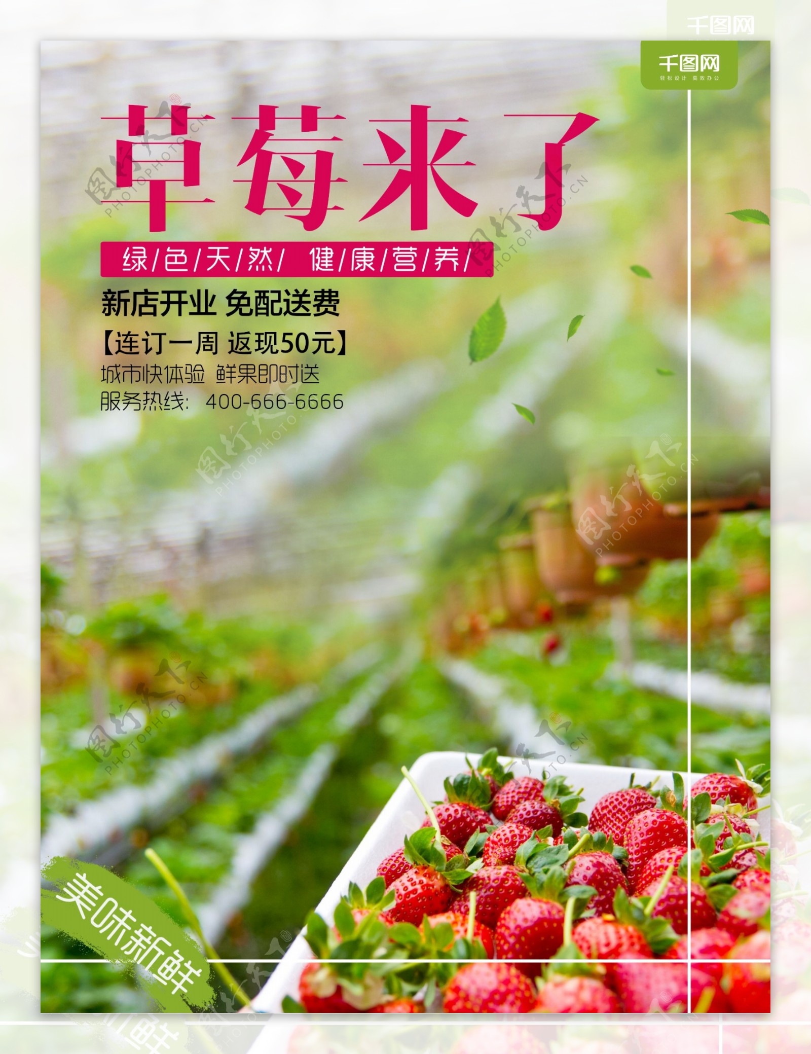 草莓采摘季草莓促销海报