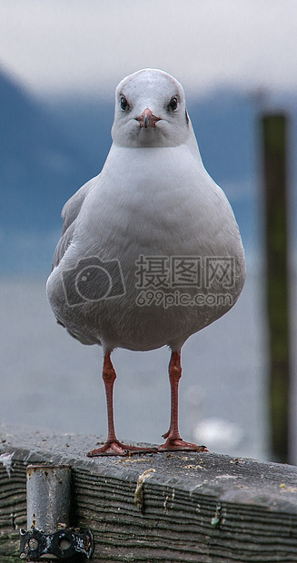 矗立在湖面的拱形桥