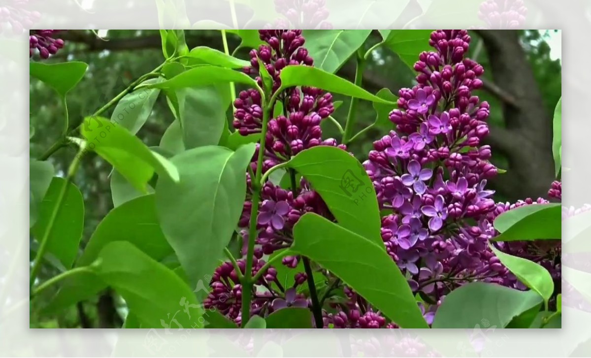 一簇紫色花卉视频