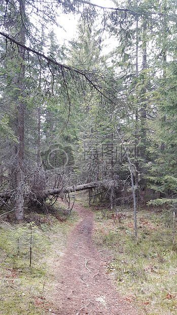 森林倒下树绿色挪威