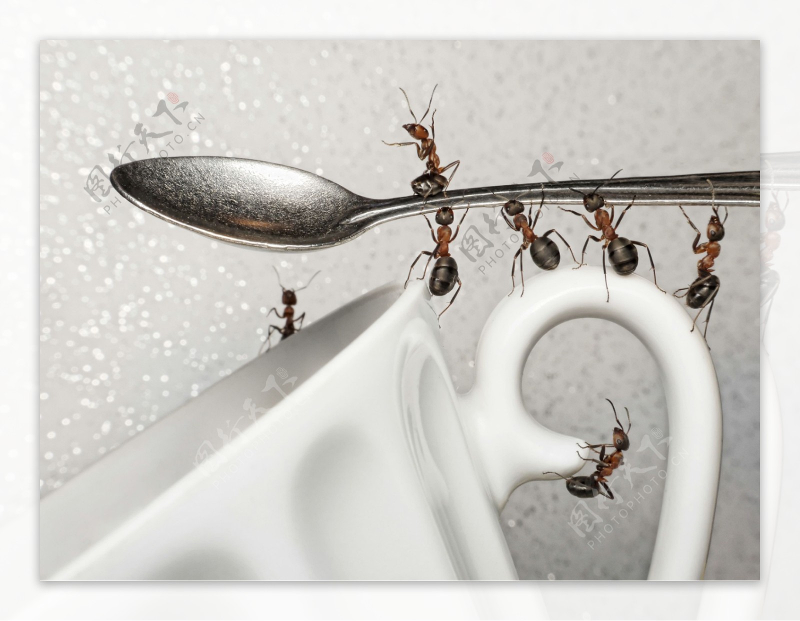 抬着勺子的蚂蚁图片