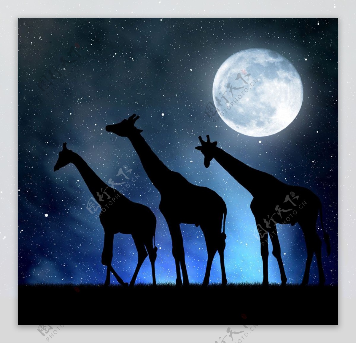 夜空下的长颈鹿图片