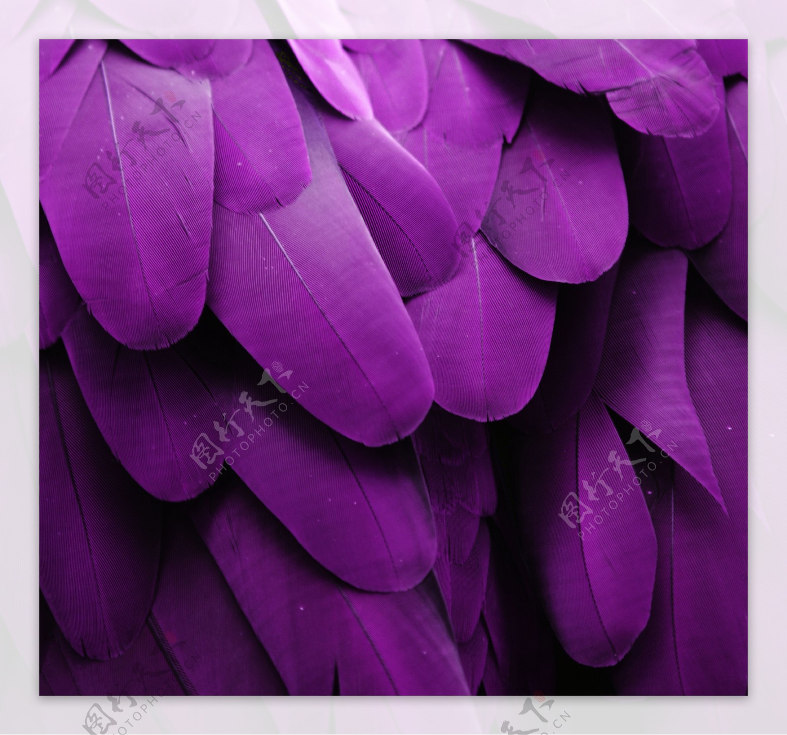紫色的羽毛图片