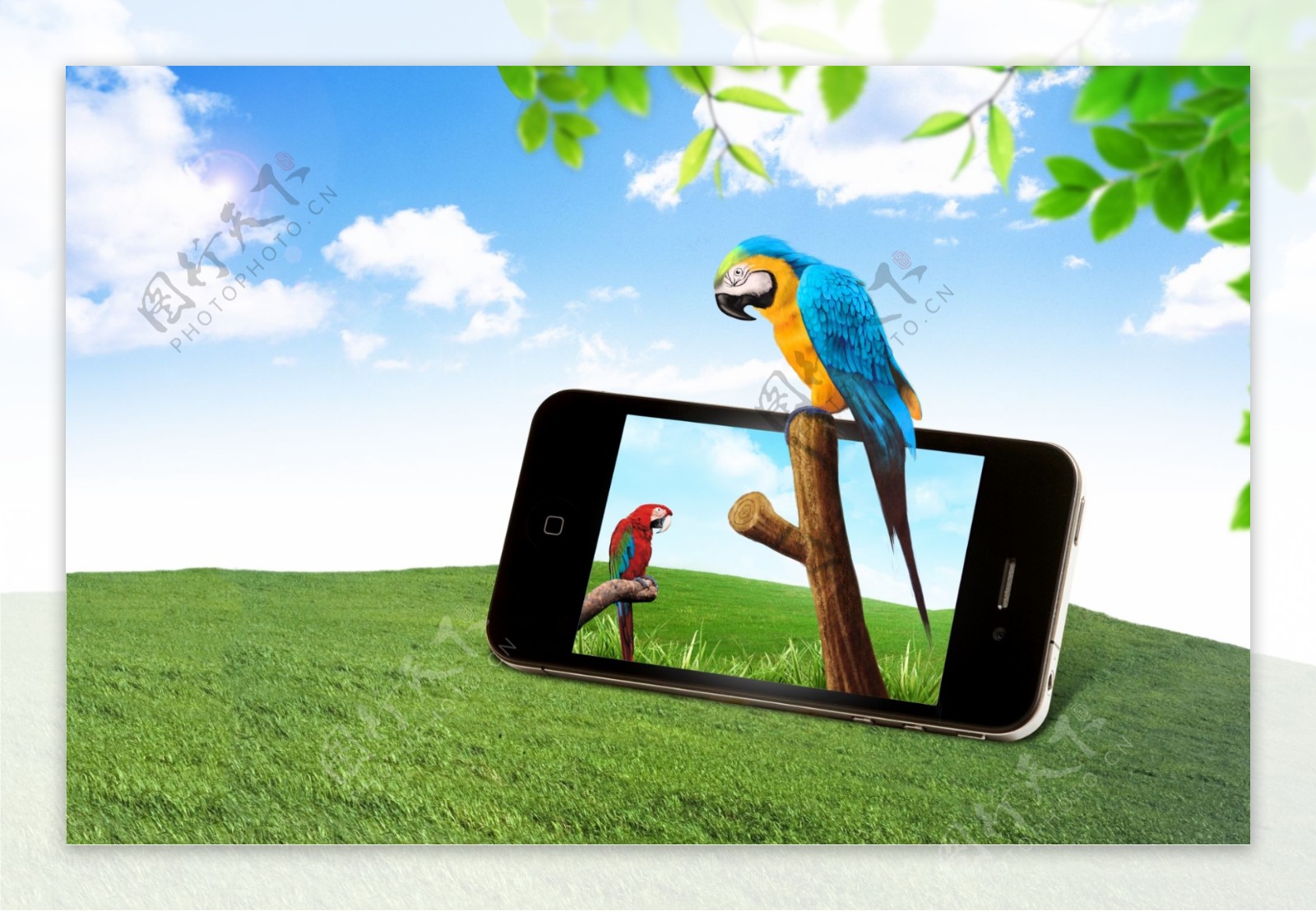鹦鹉与智能手机
