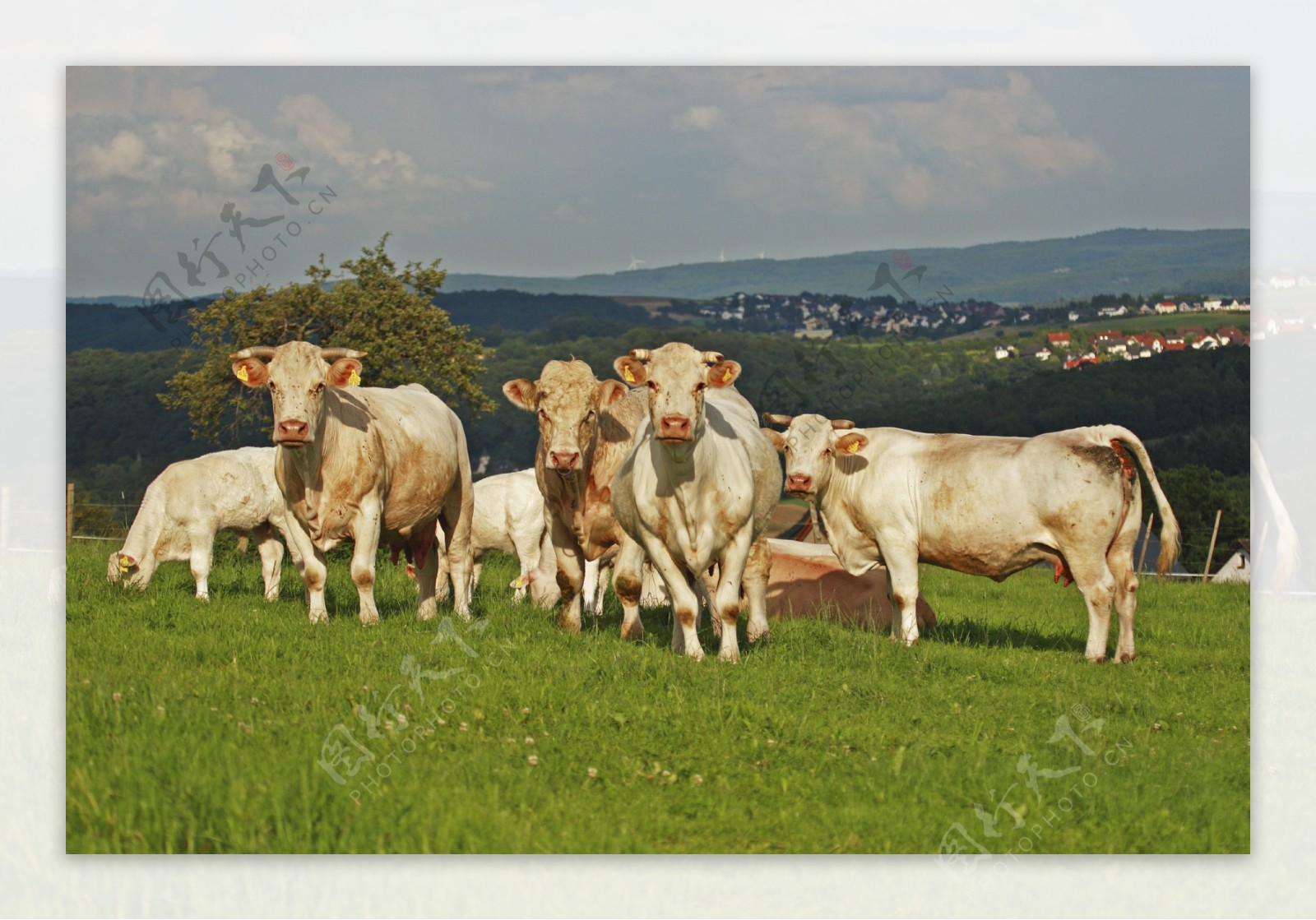 草原上的奶牛图片
