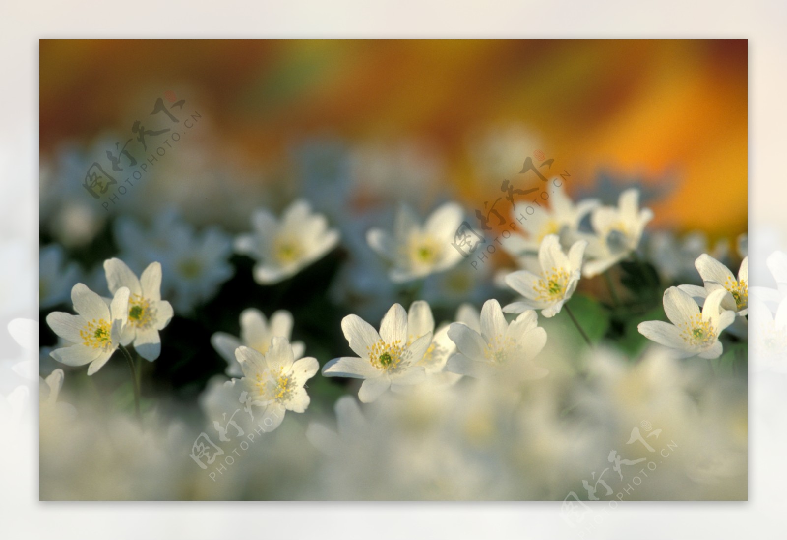 春天白色小花图片