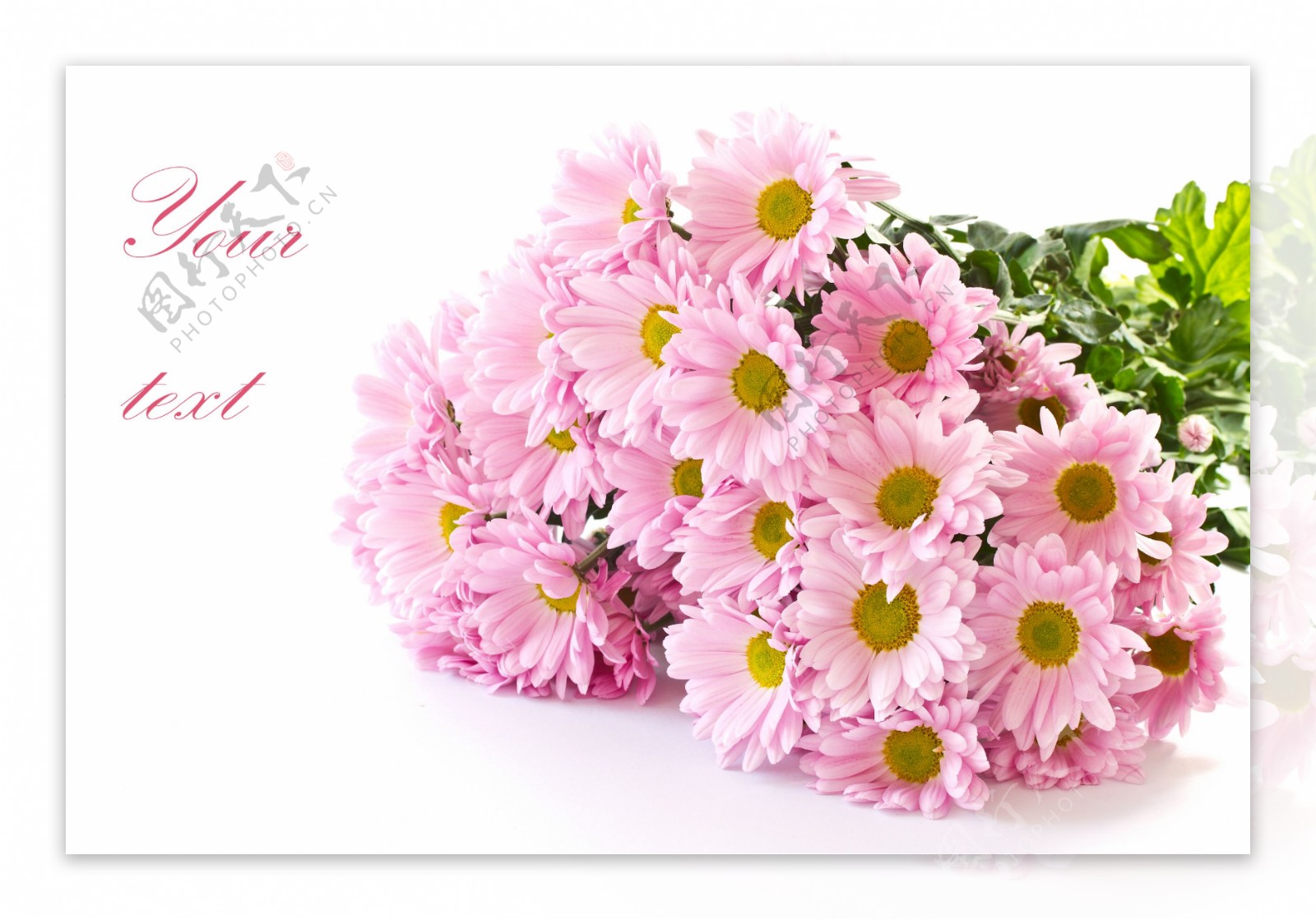 美丽的粉色菊花图片
