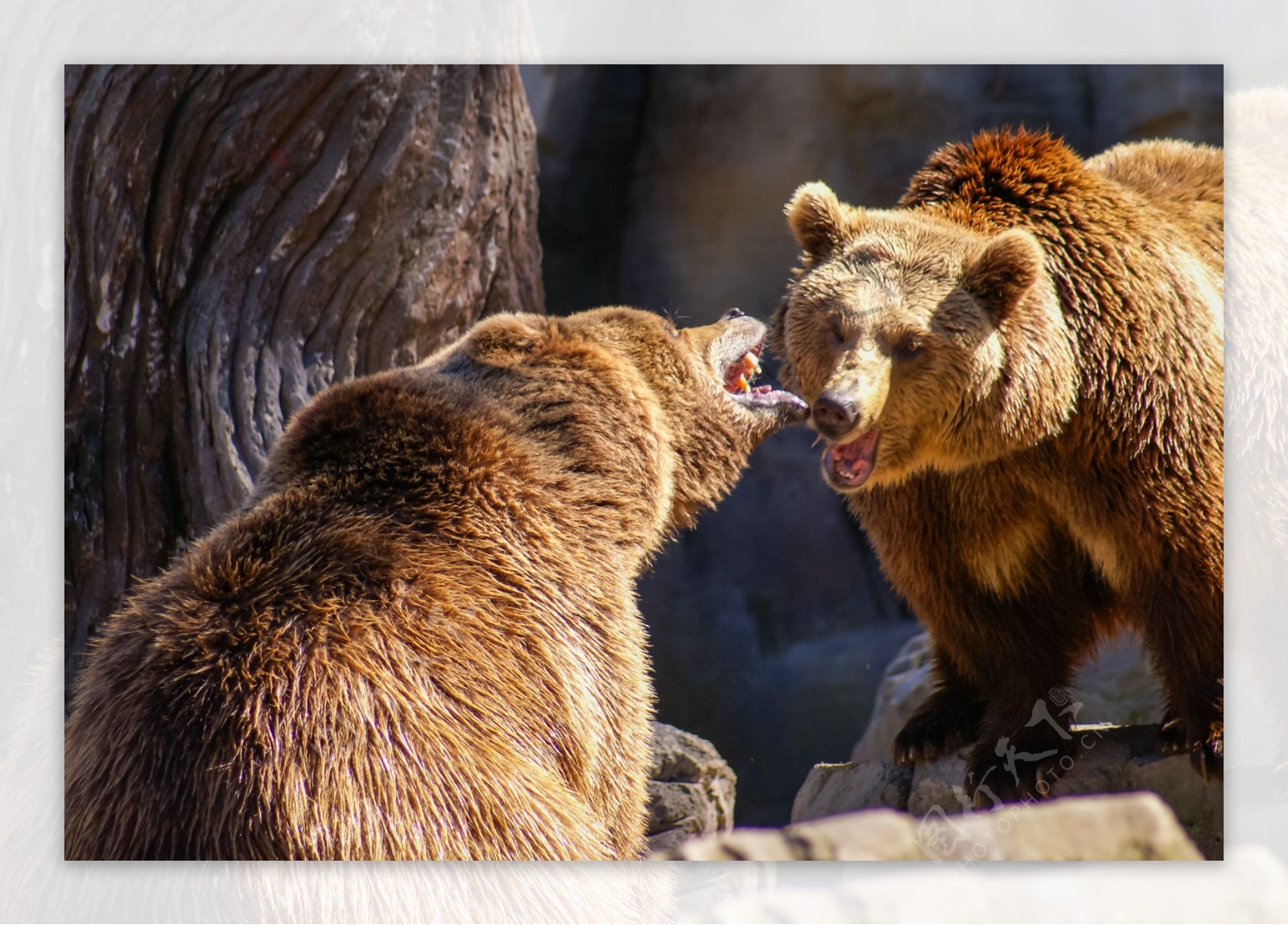 嘶吼的棕熊图片