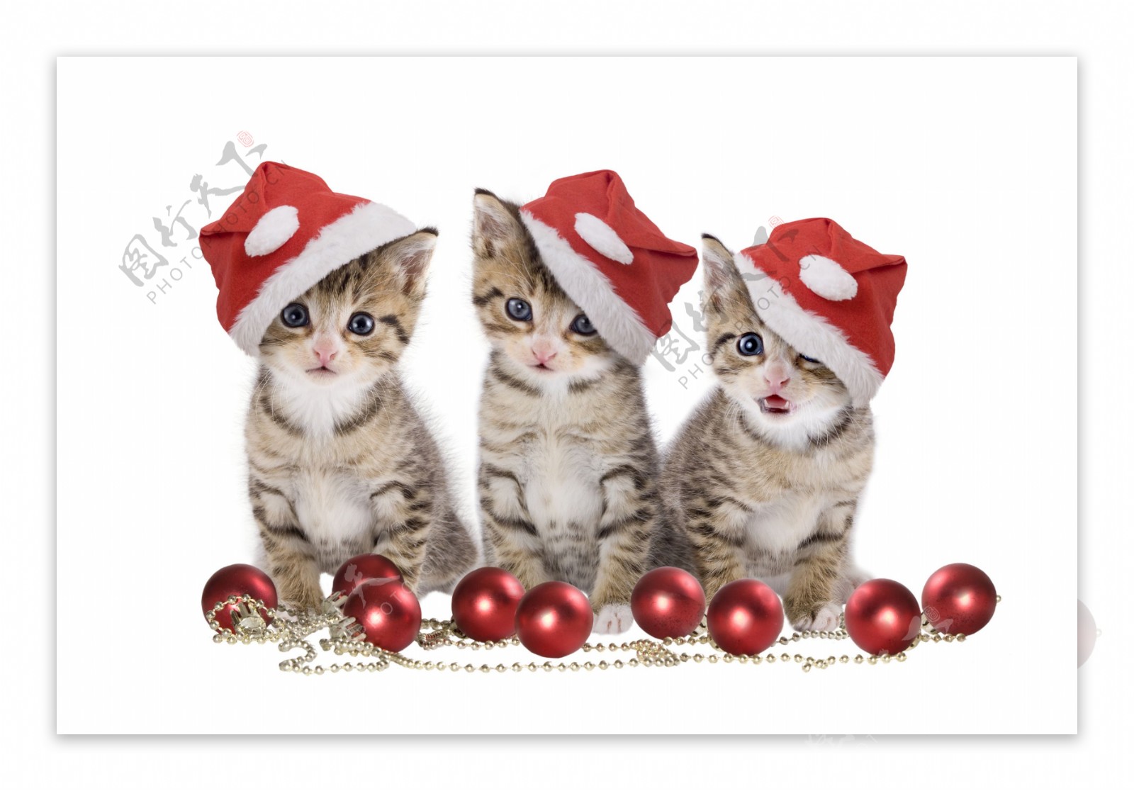 可爱的三只小猫图片