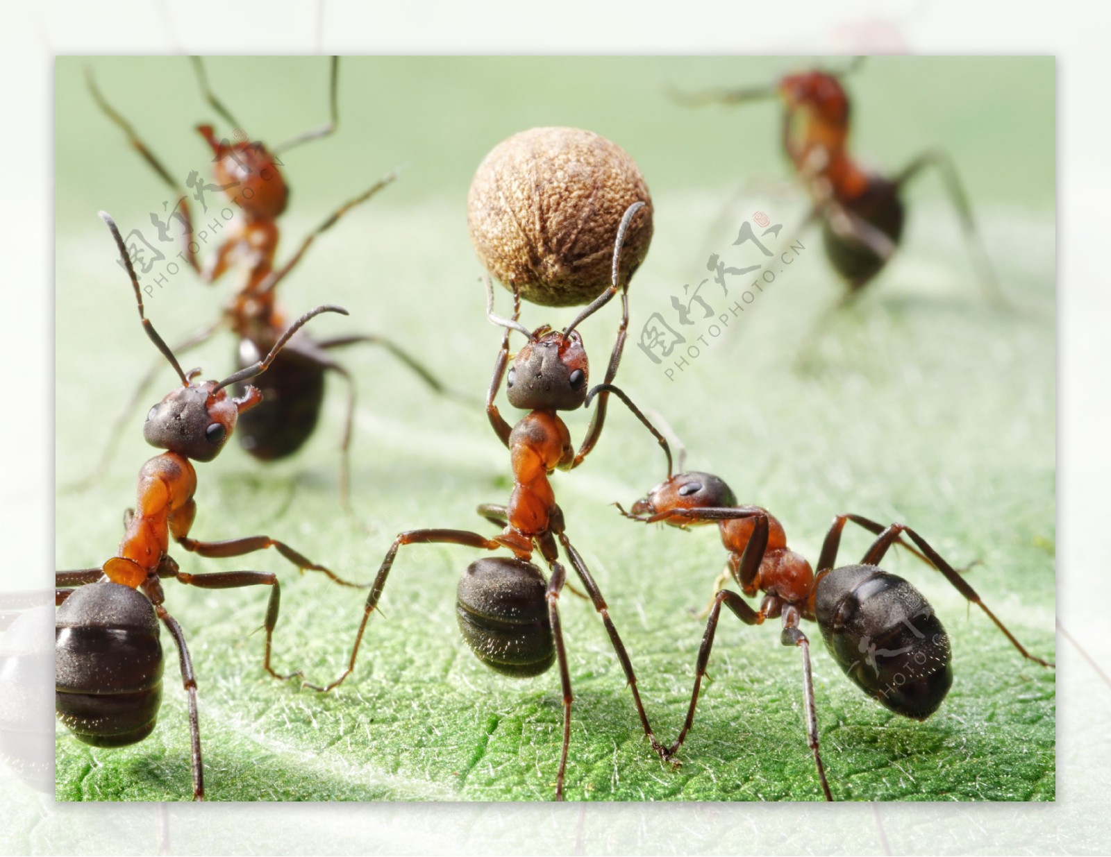 搬着食物的蚂蚁图片