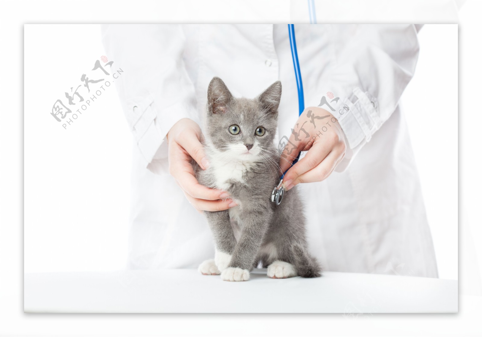 正在给小猫看病的医生图片