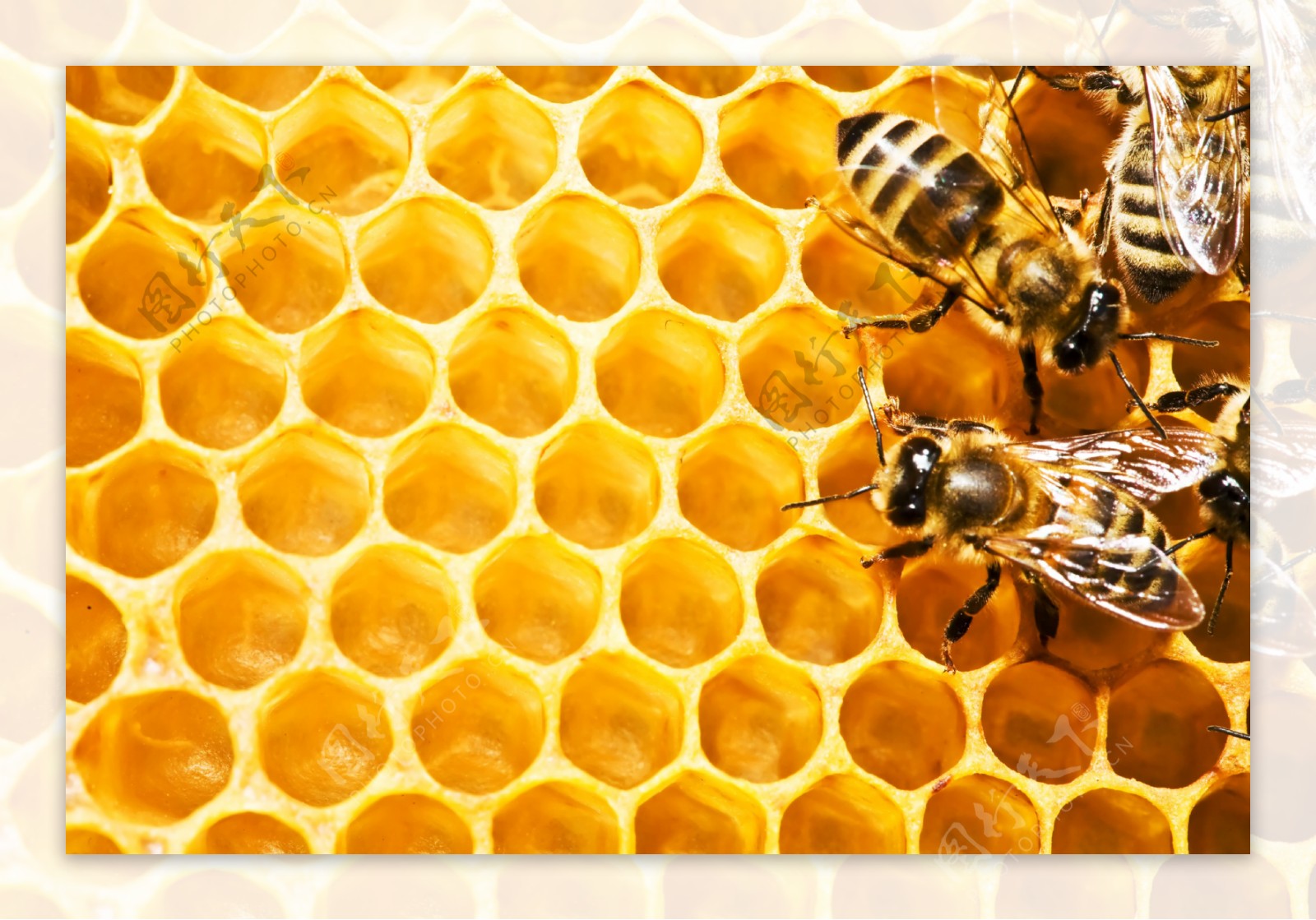 蜜蜂与蜜蜂图片