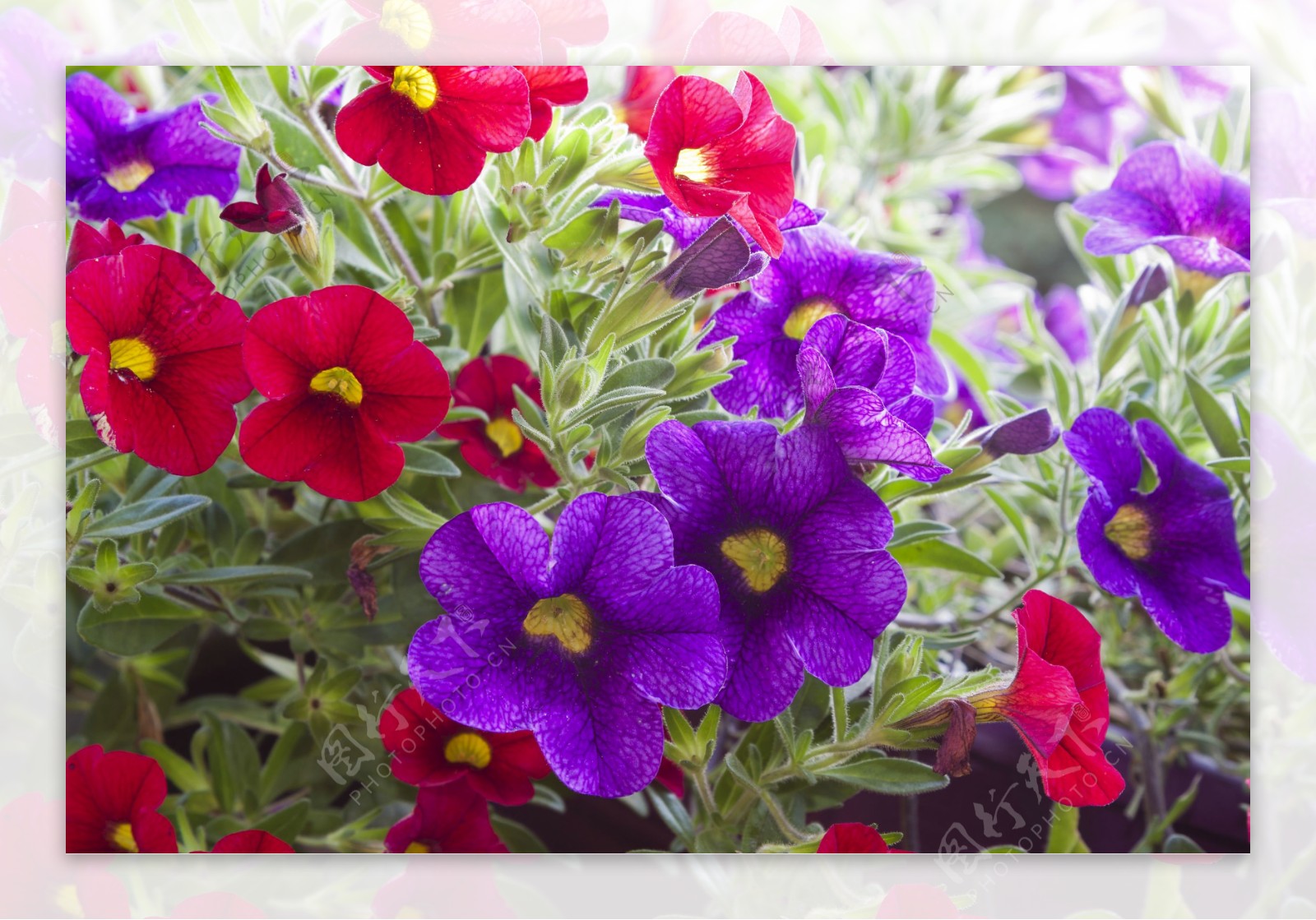 紫色花朵与红色花朵图片