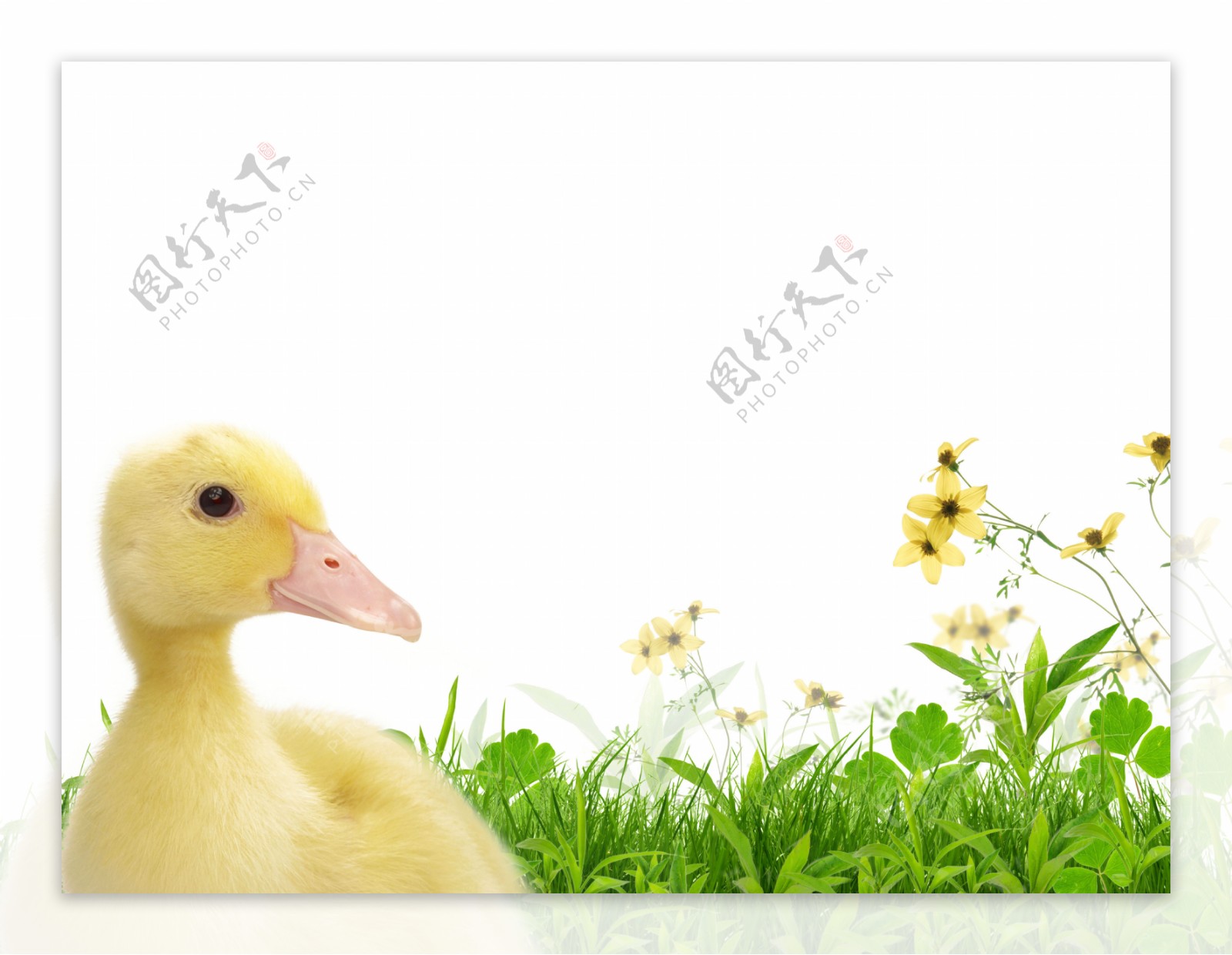草地上的可爱小鸭子图片