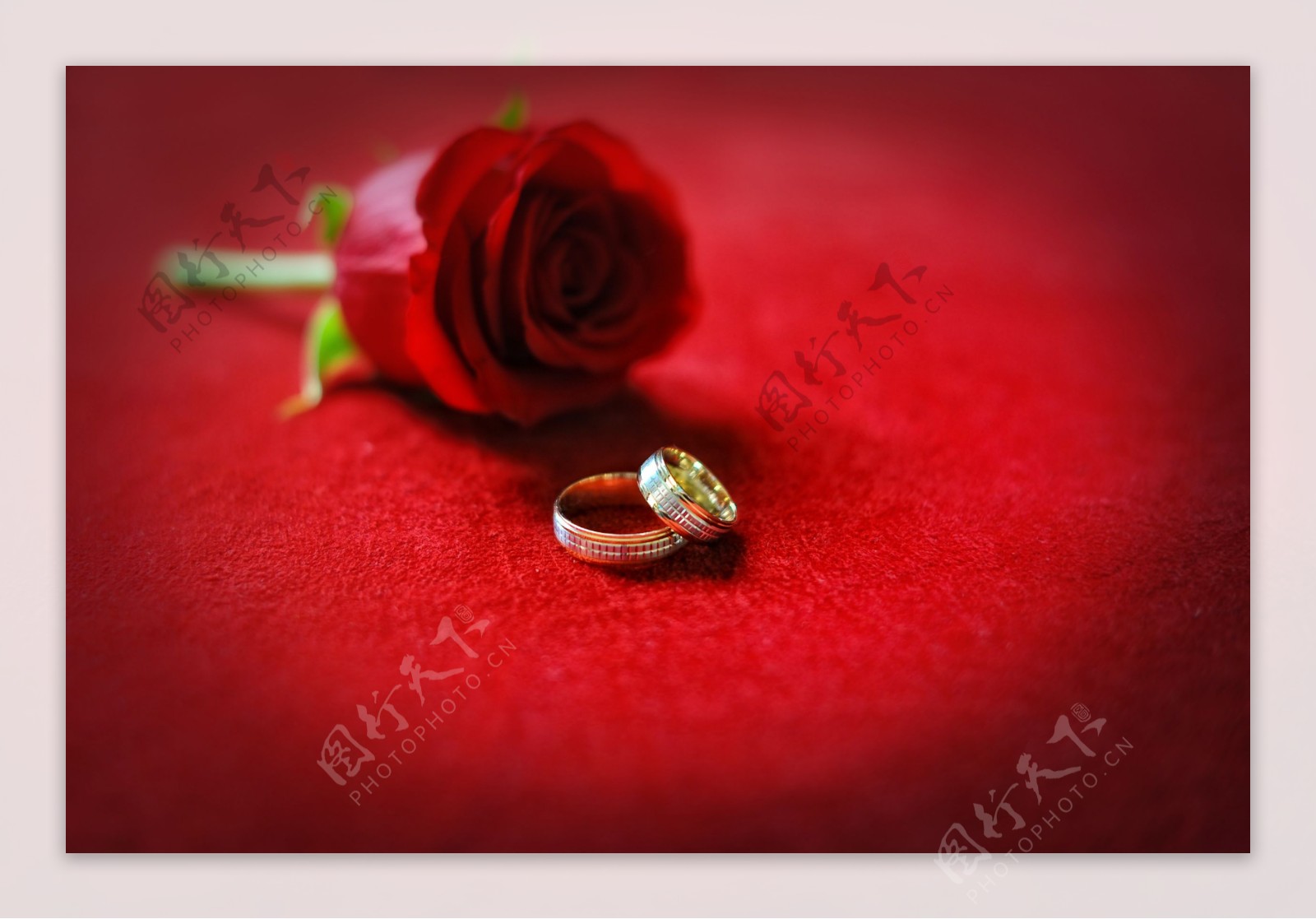 玫瑰花与戒指图片