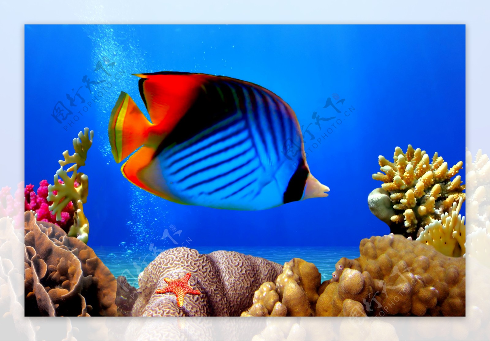 海底鱼类动物图片