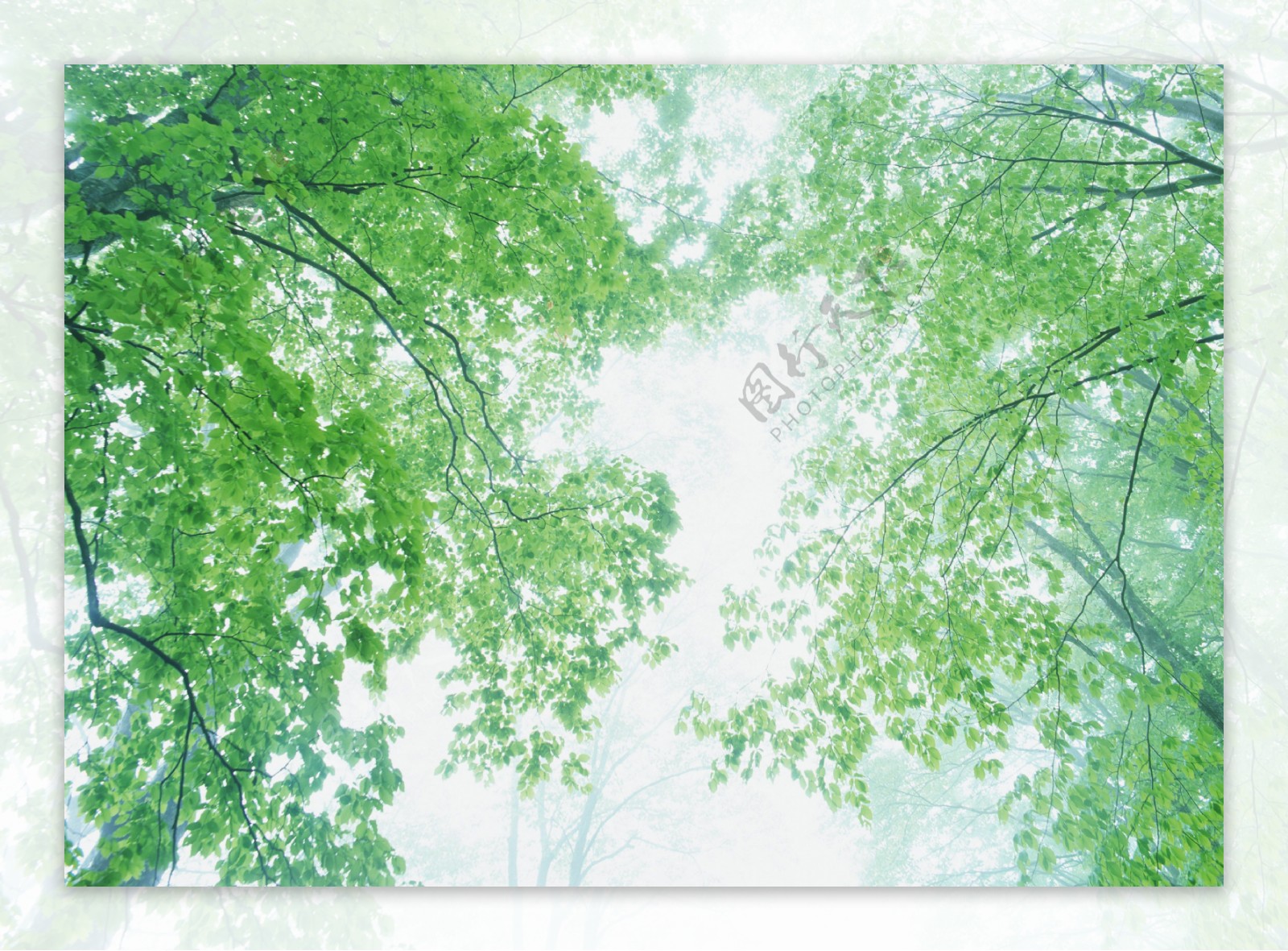 树林图片森林树木图片138图片