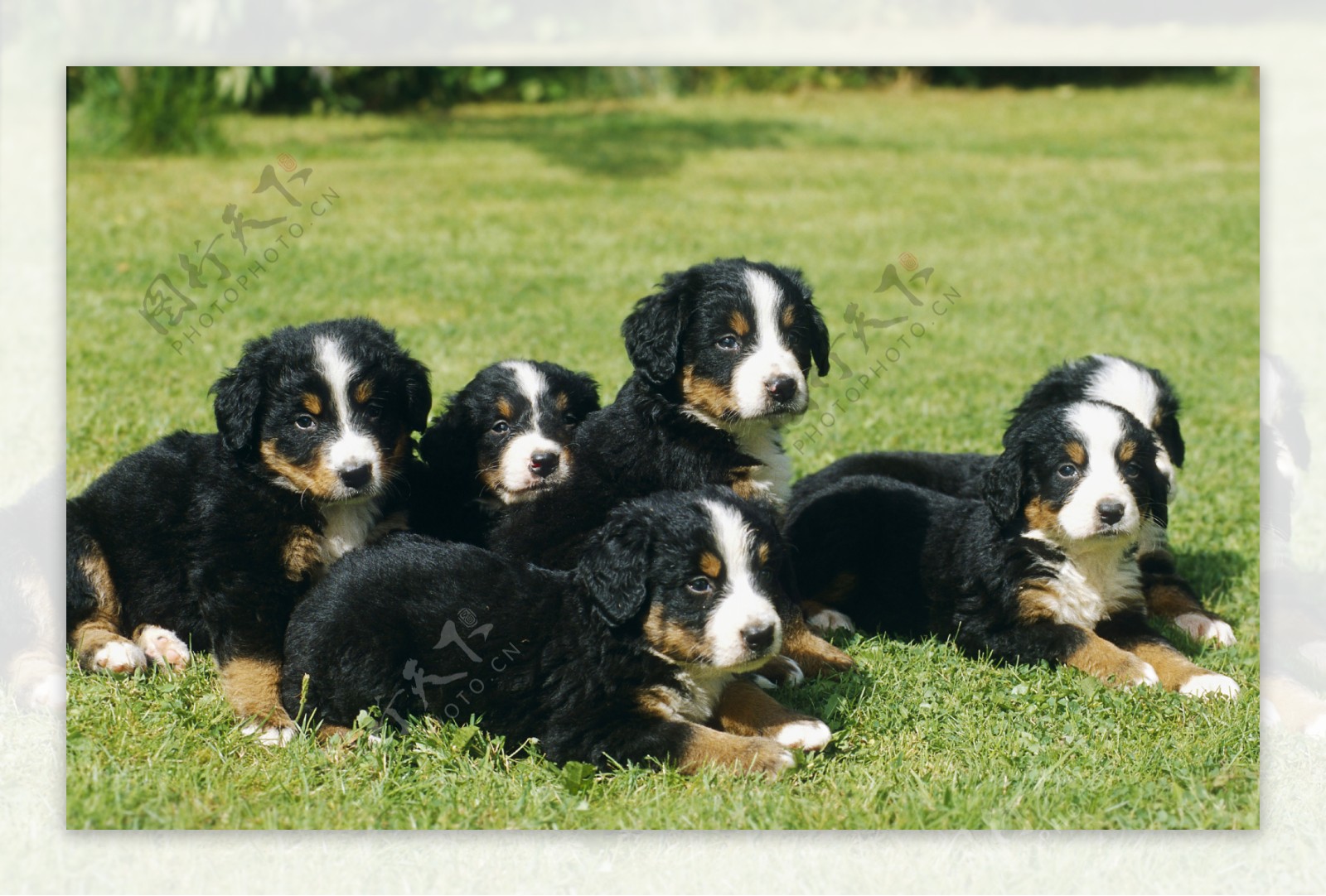 草地上六只宠物狗图片
