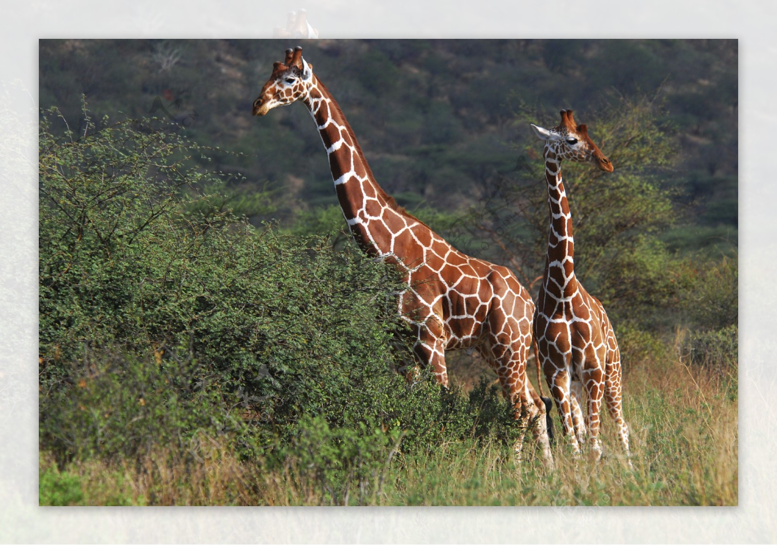 两只站在草原上的长颈鹿图片