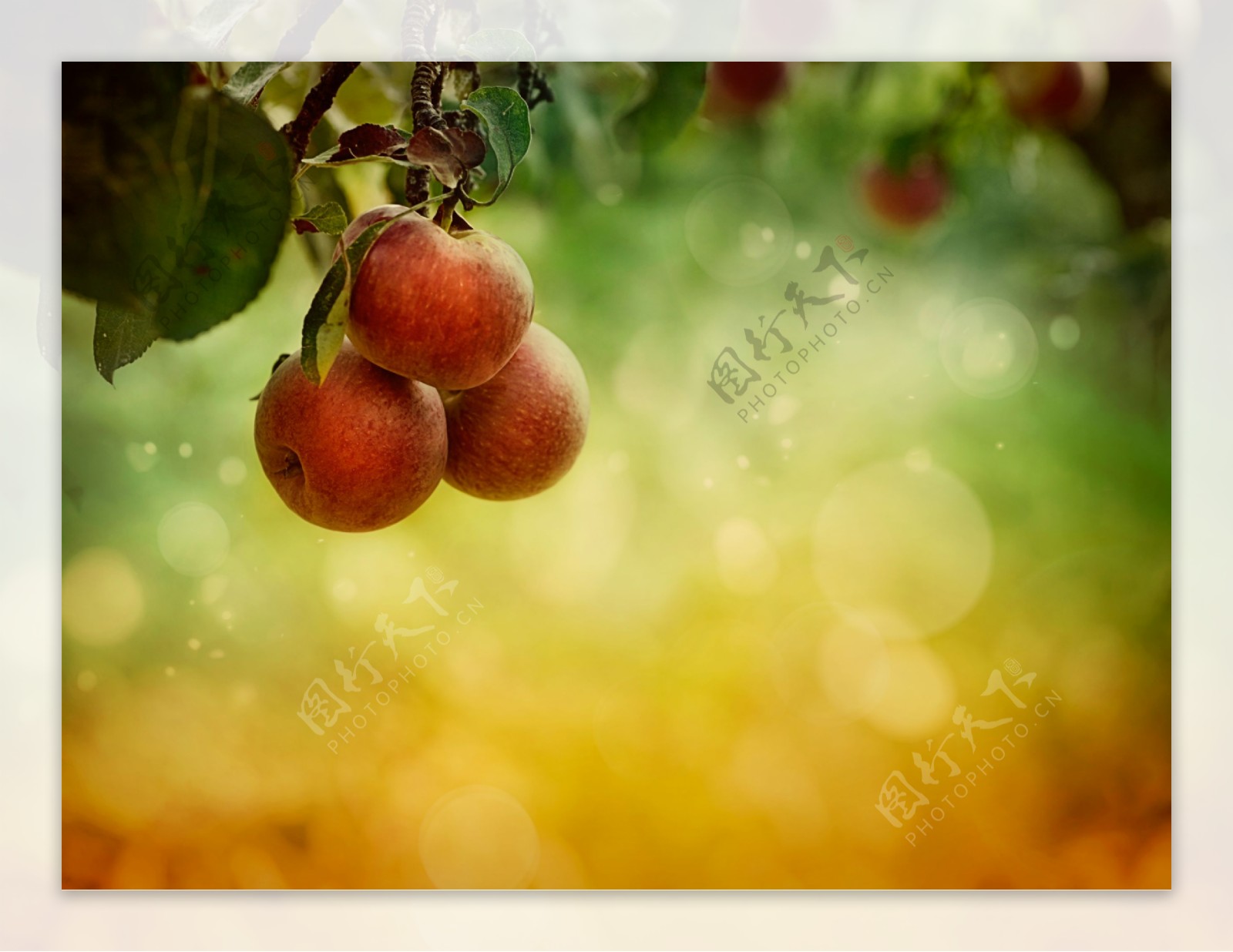 苹果树上的苹果图片