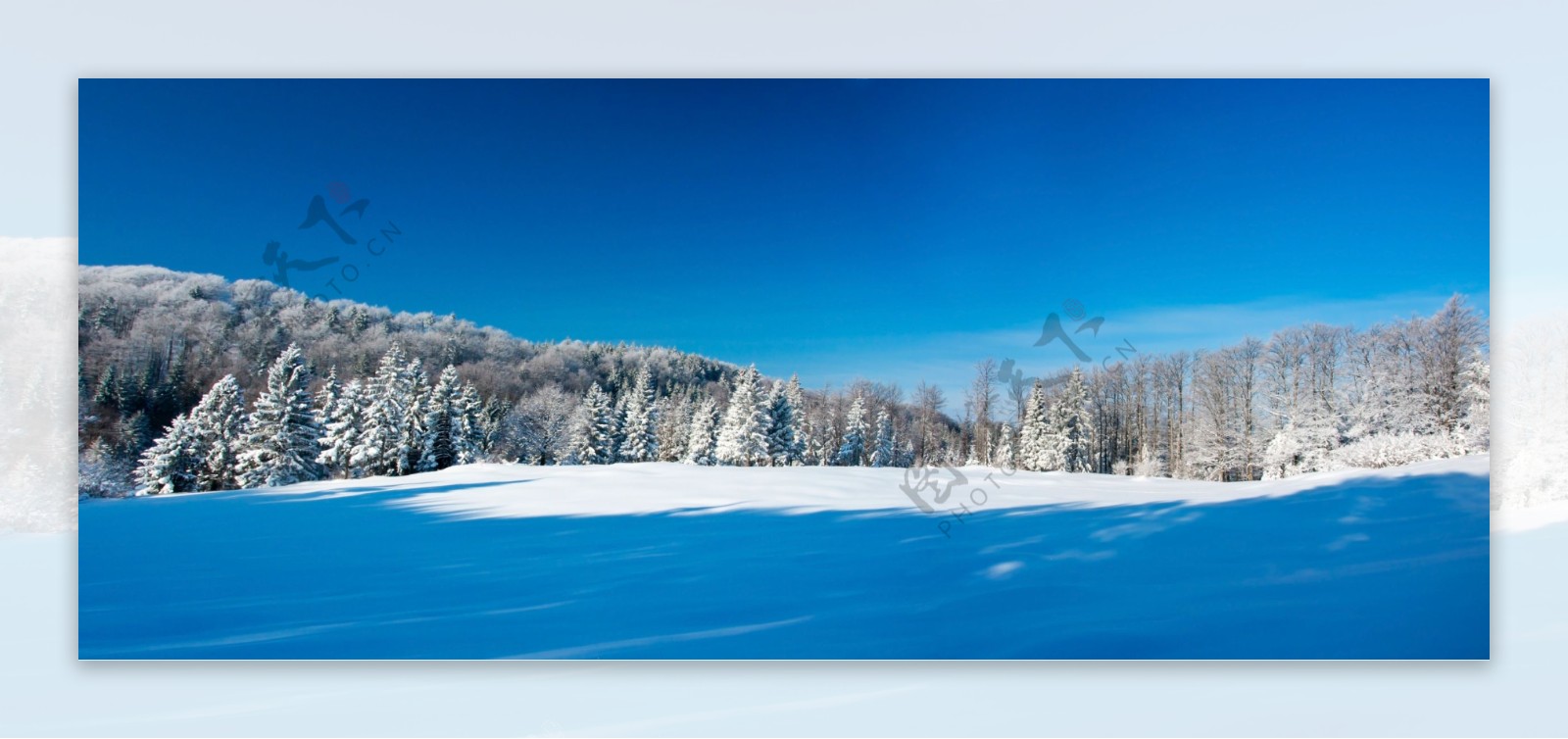 冬季森林与雪地风景图片