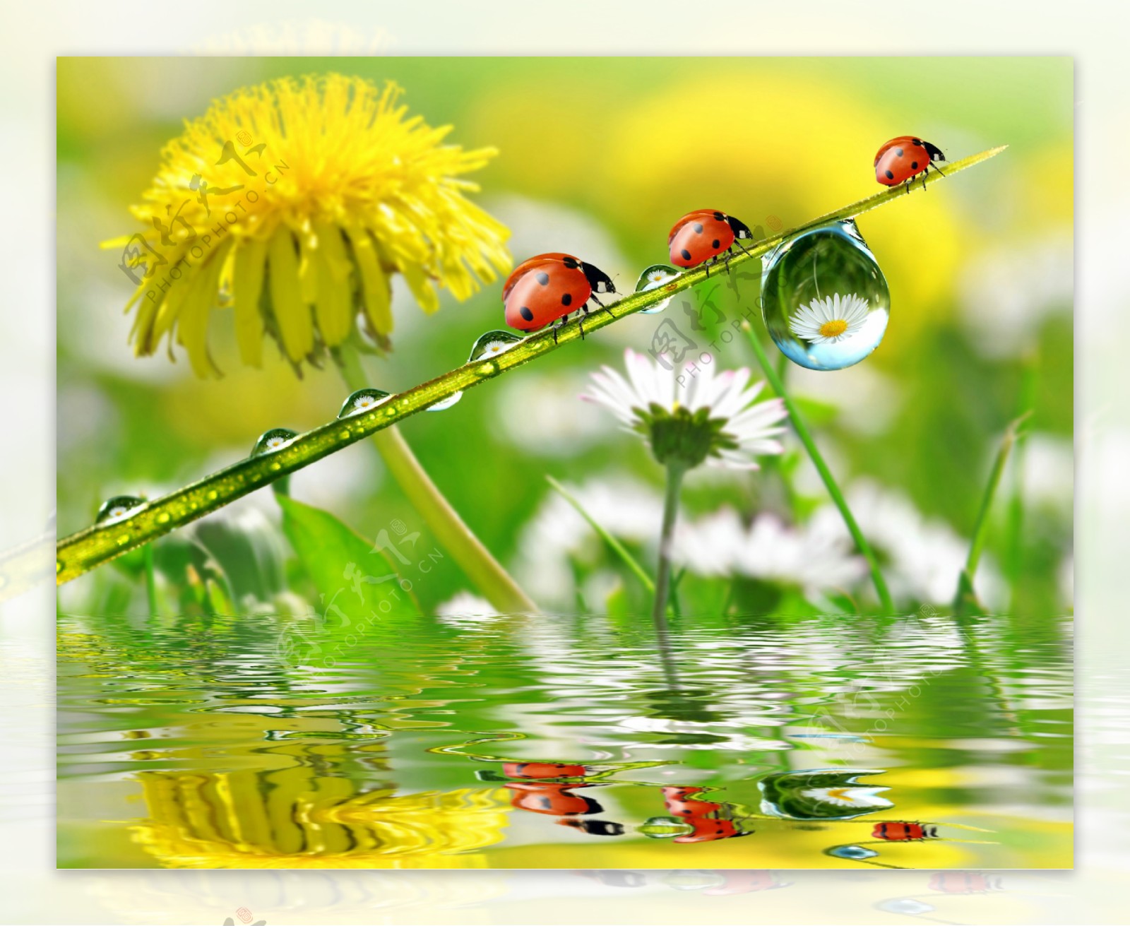 鲜花瓢虫与水面倒影图片