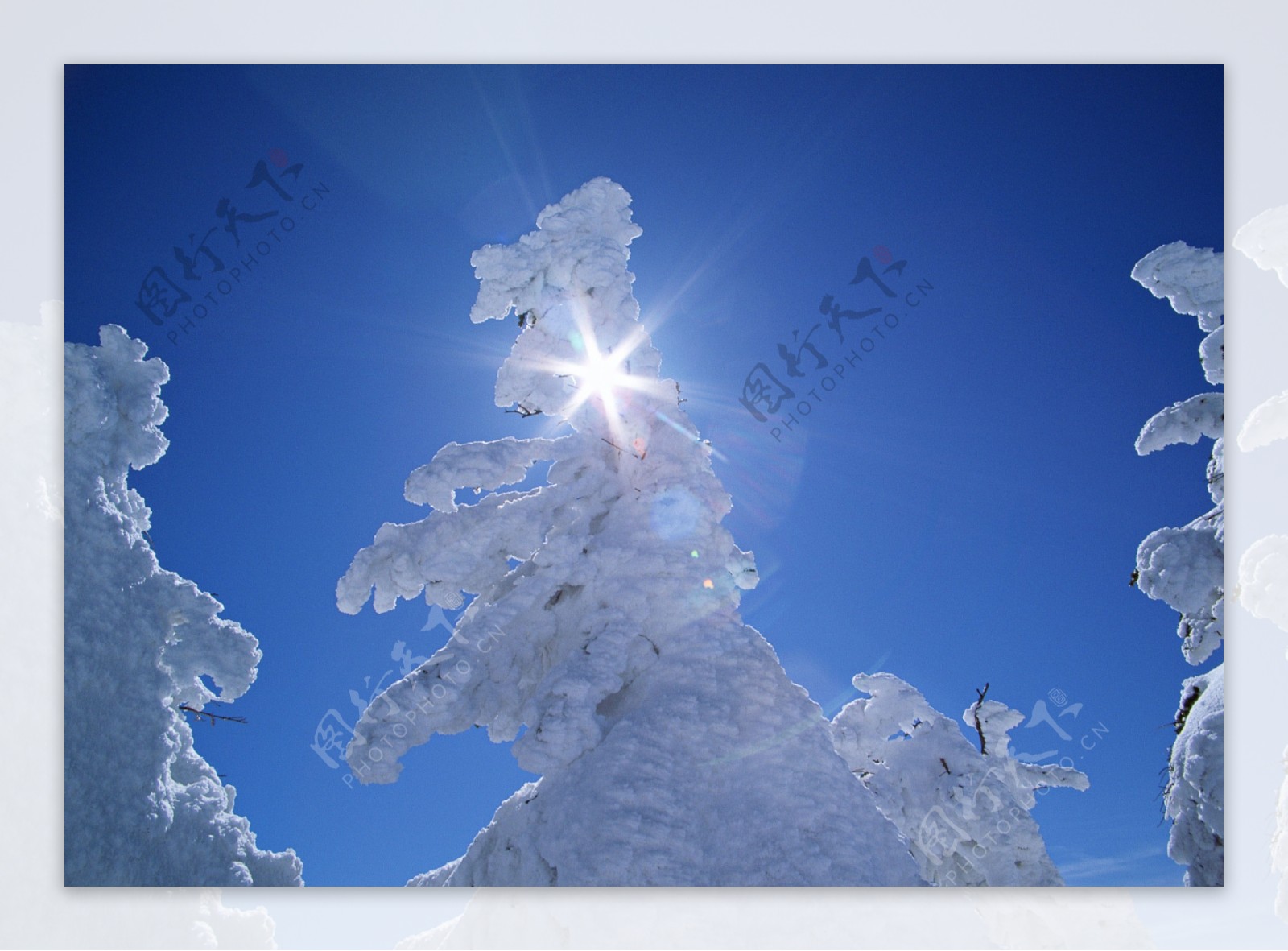 冬天树梢上的雪图片