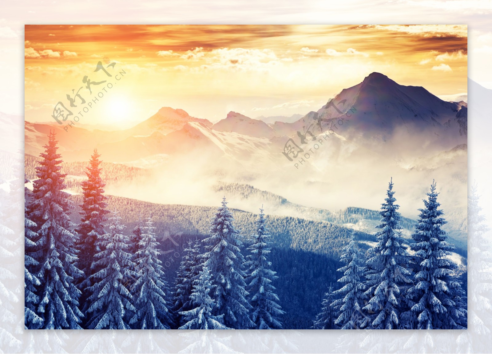 日落雪松风景图片