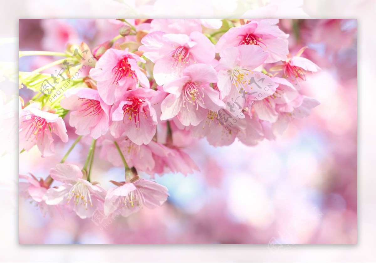 一簇粉色的樱花图片