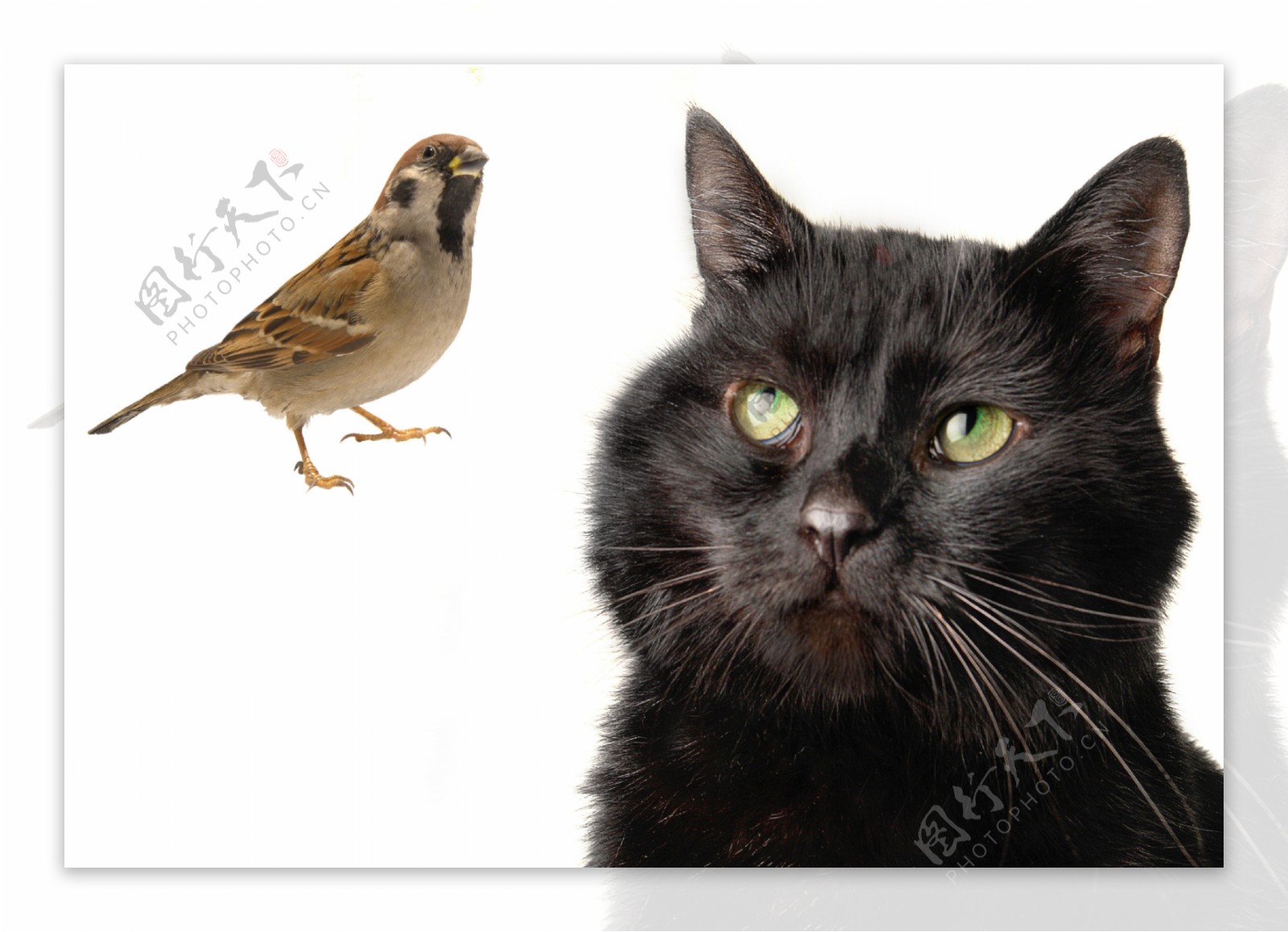 一只黑猫和一只小鸟图片