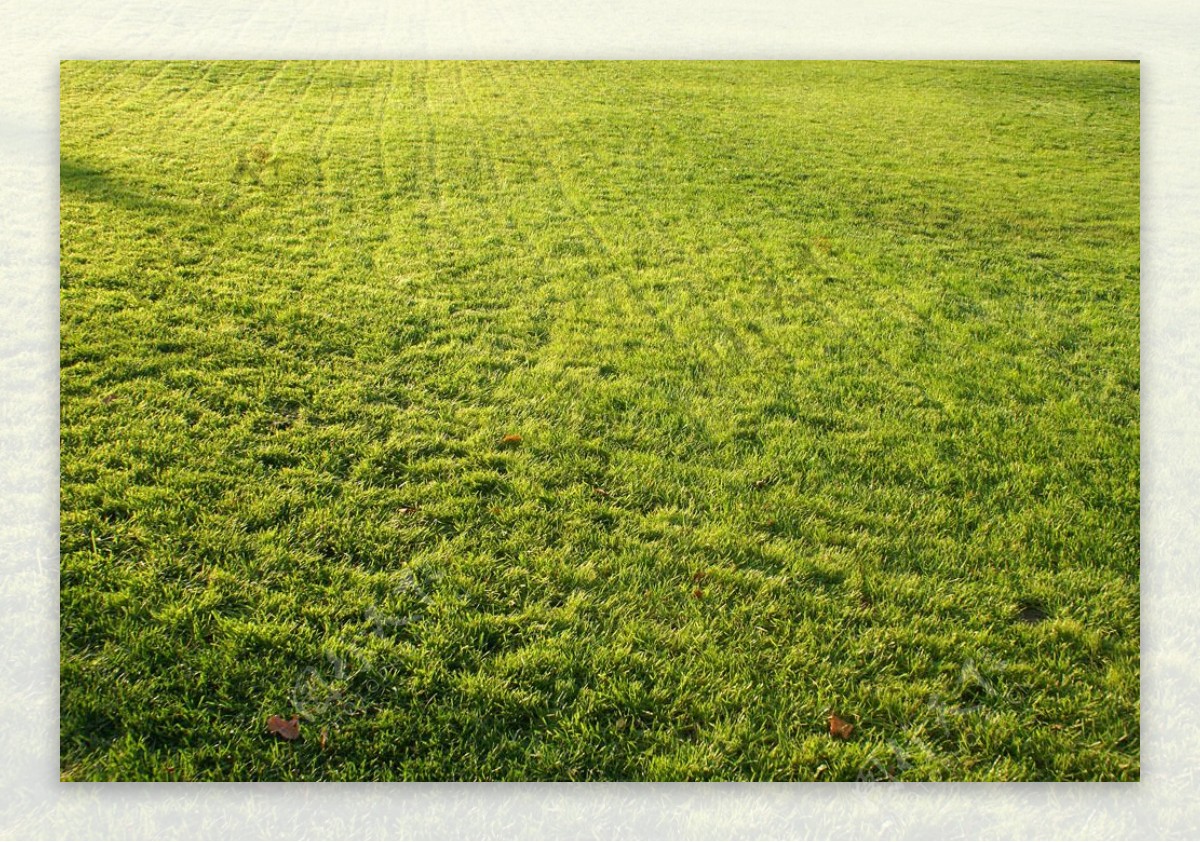 平坦的绿色草坪高清风景图片图片