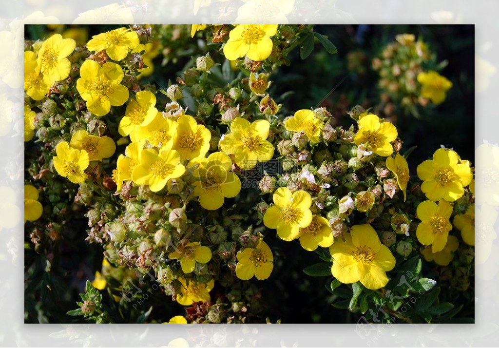 Yellowflowersonbush.jpg