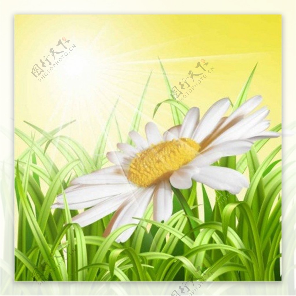 白色鲜花与绿色小草背景图
