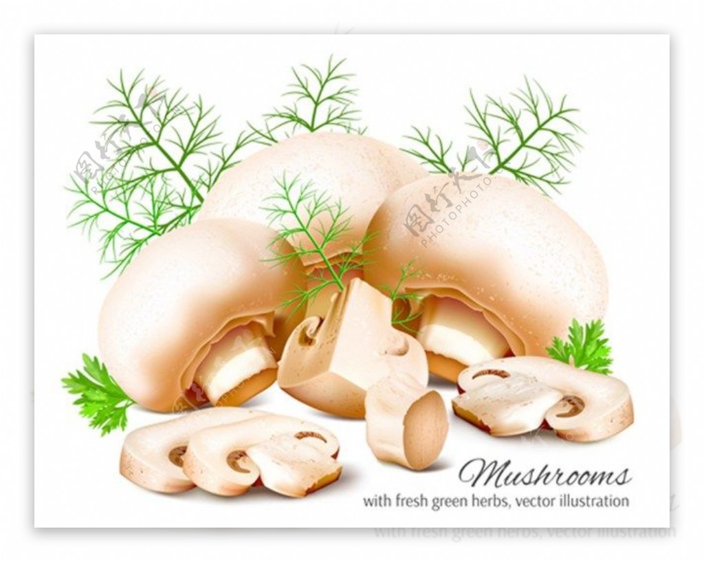 漂亮蘑菇背景图