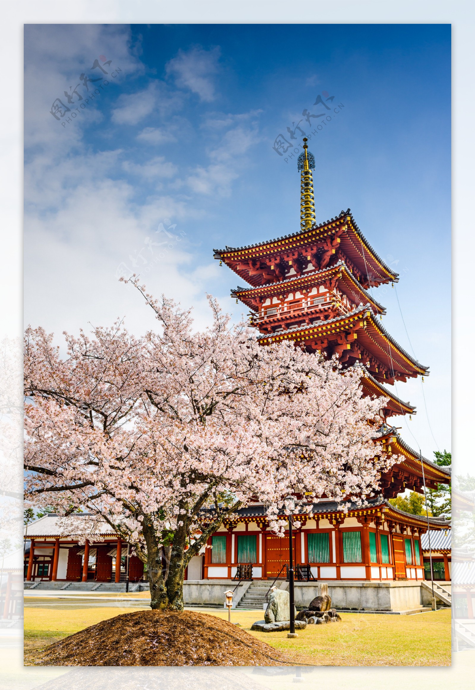 日本樱花与建筑图片