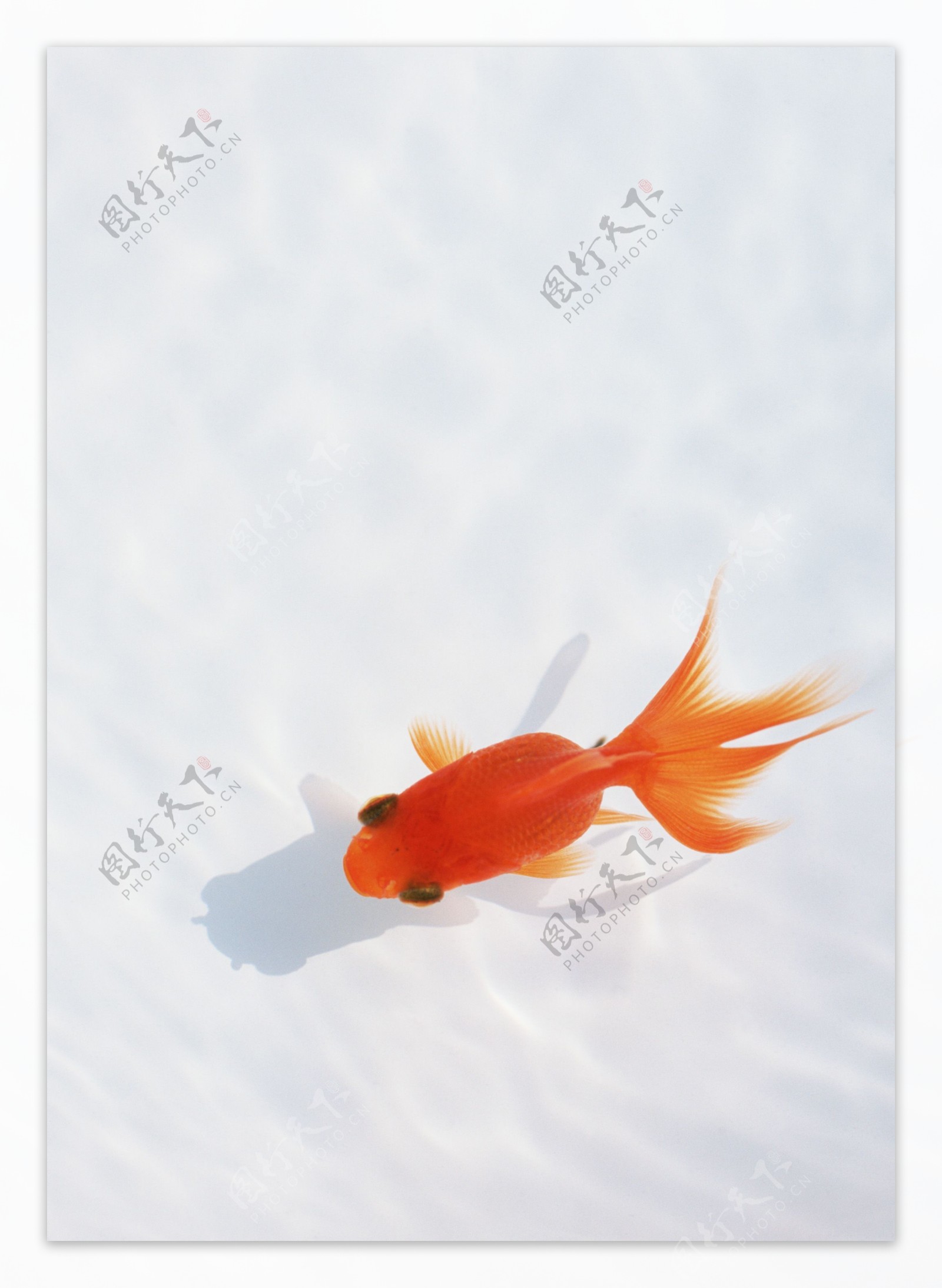 水里的红金鱼图片