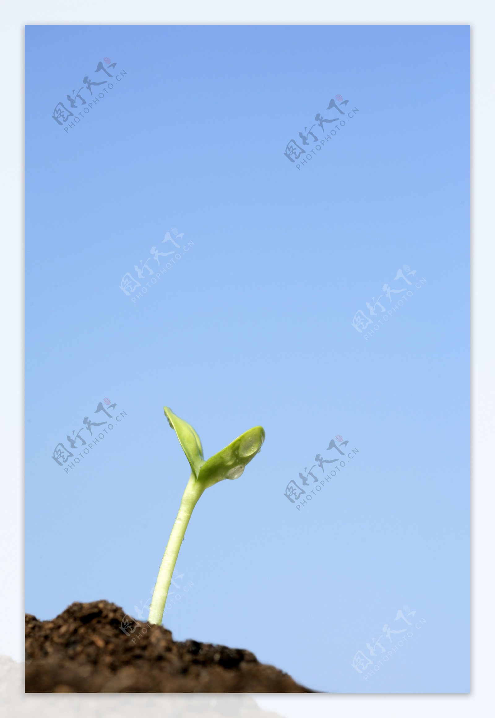 植物发芽图片