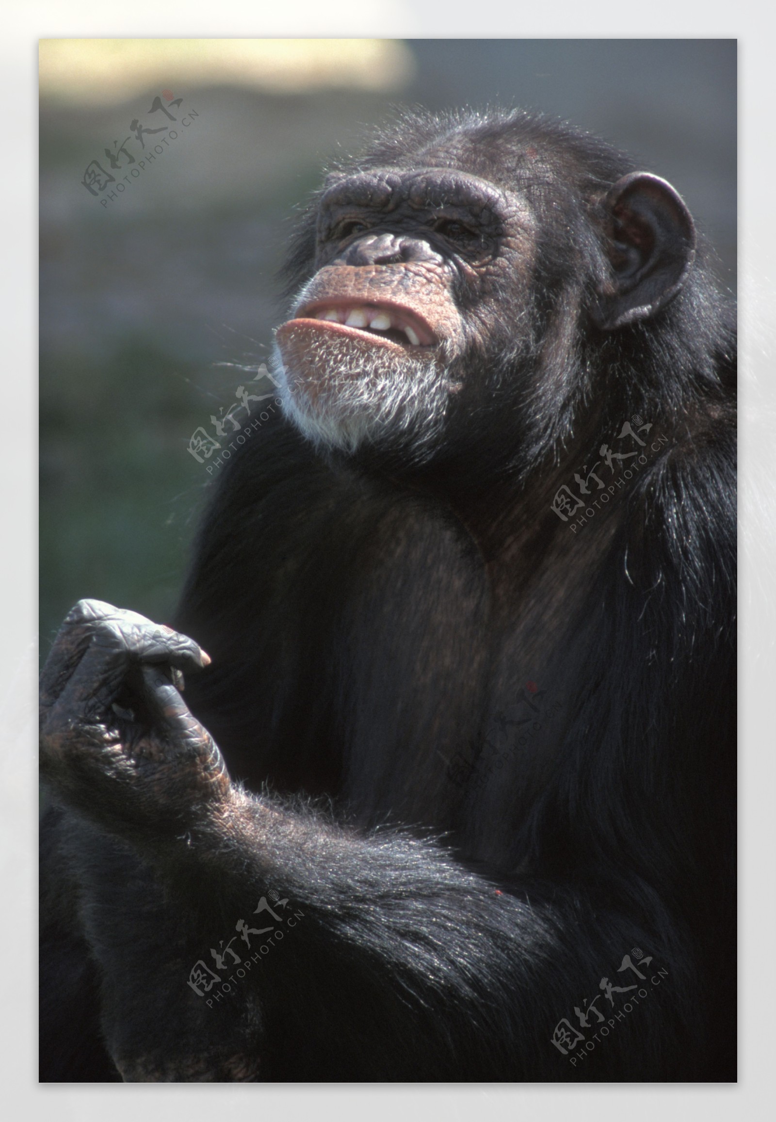 黑猩猩属 - 快懂百科