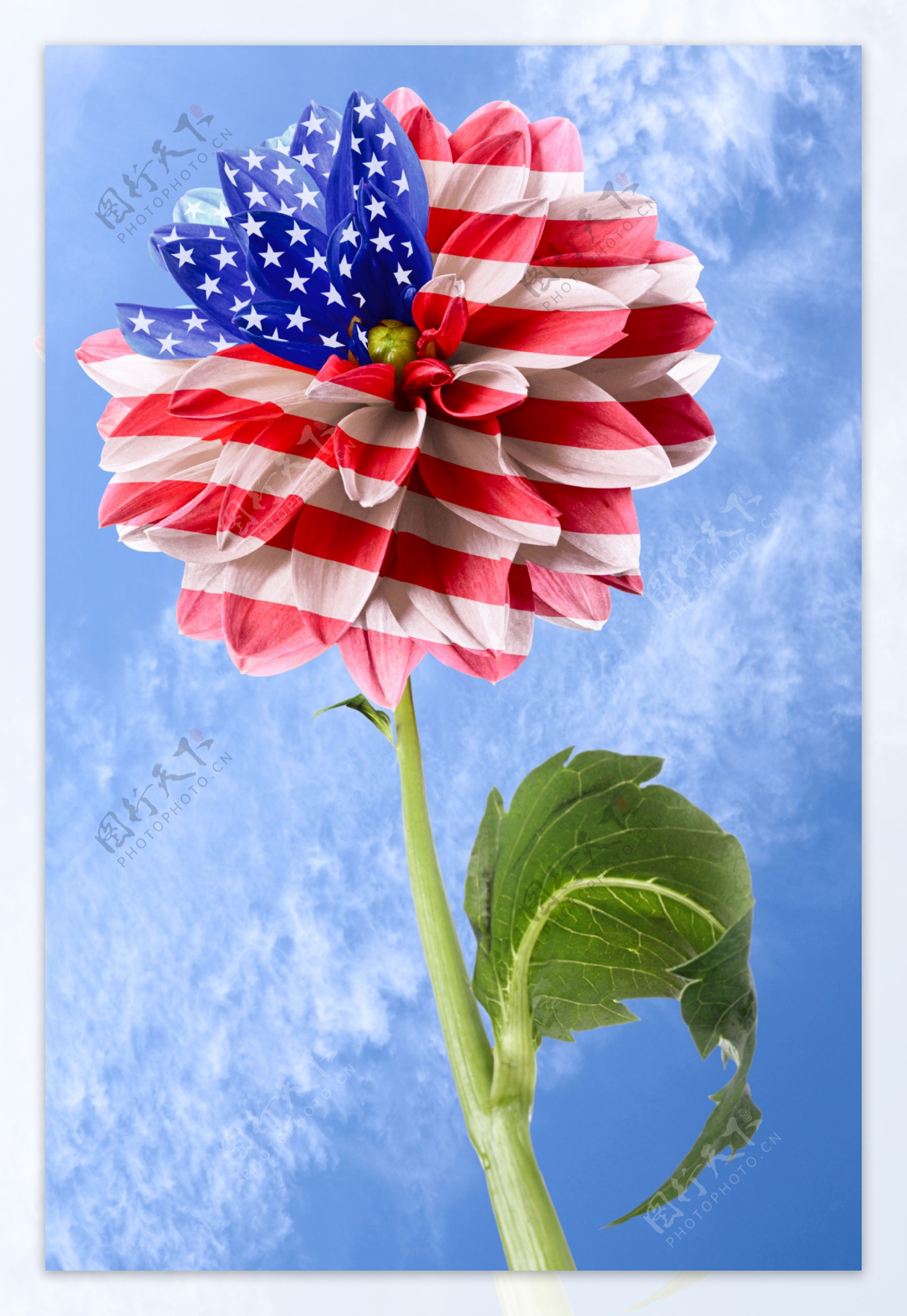 美国国旗图案的花朵