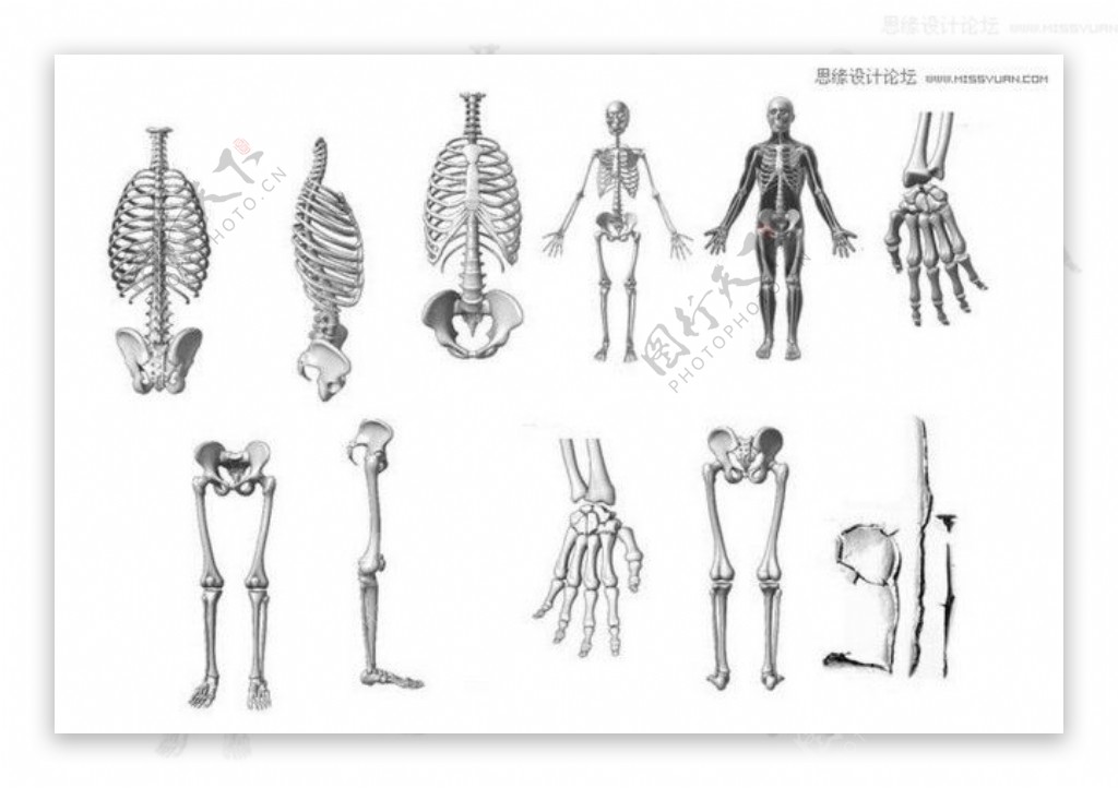 人体骨骼架构PS笔刷