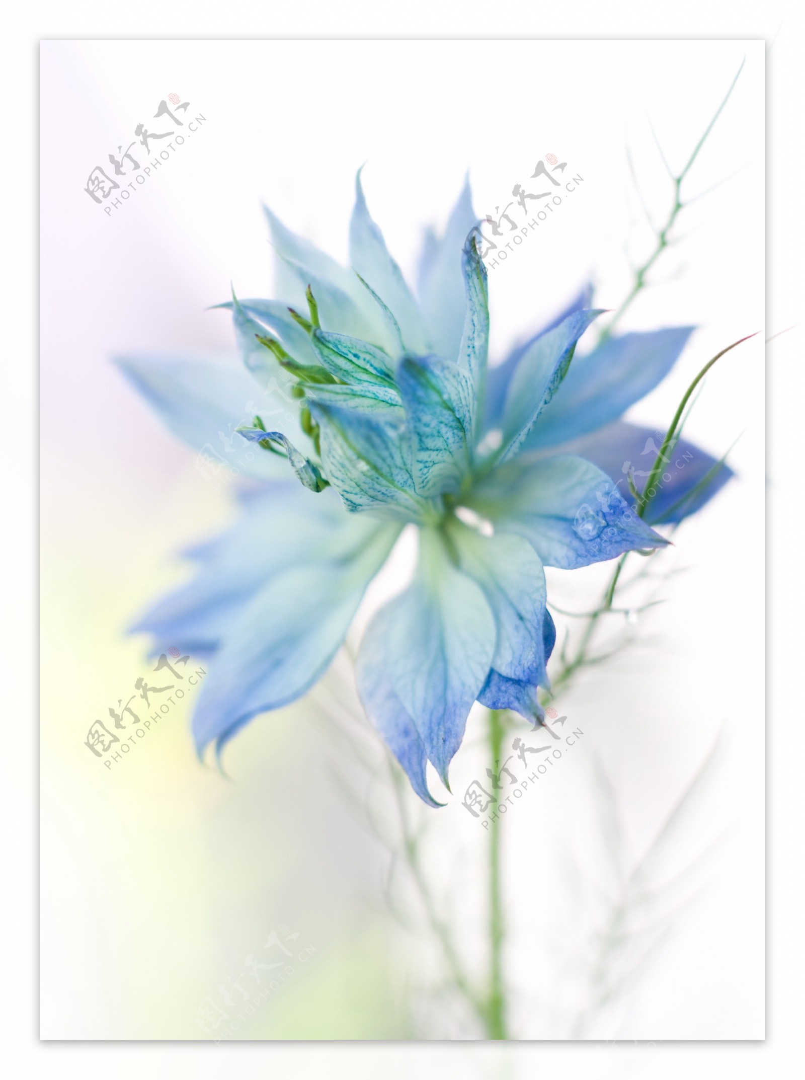 唯美蓝色花卉背景图片