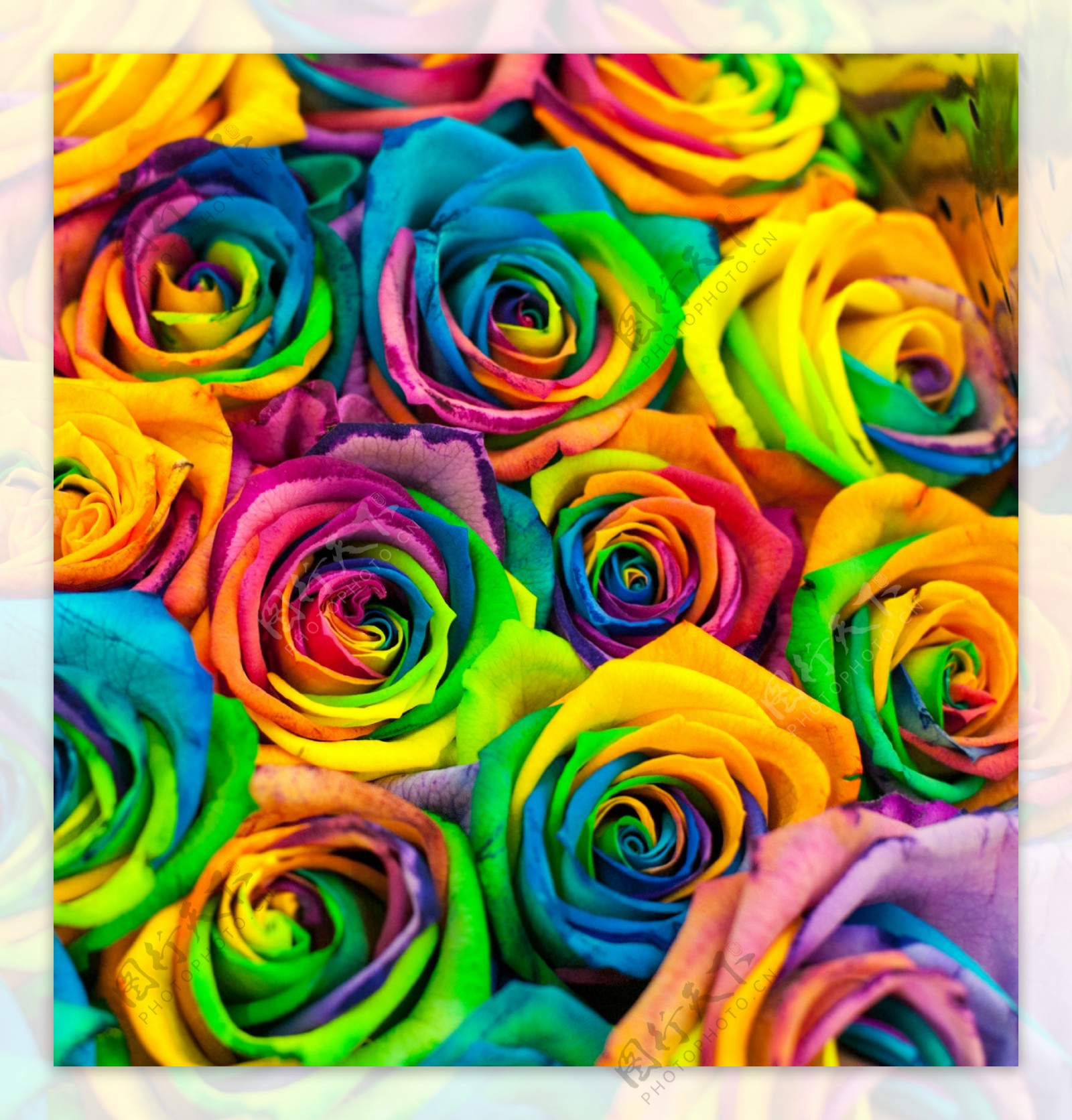 彩色玫瑰花背景图片