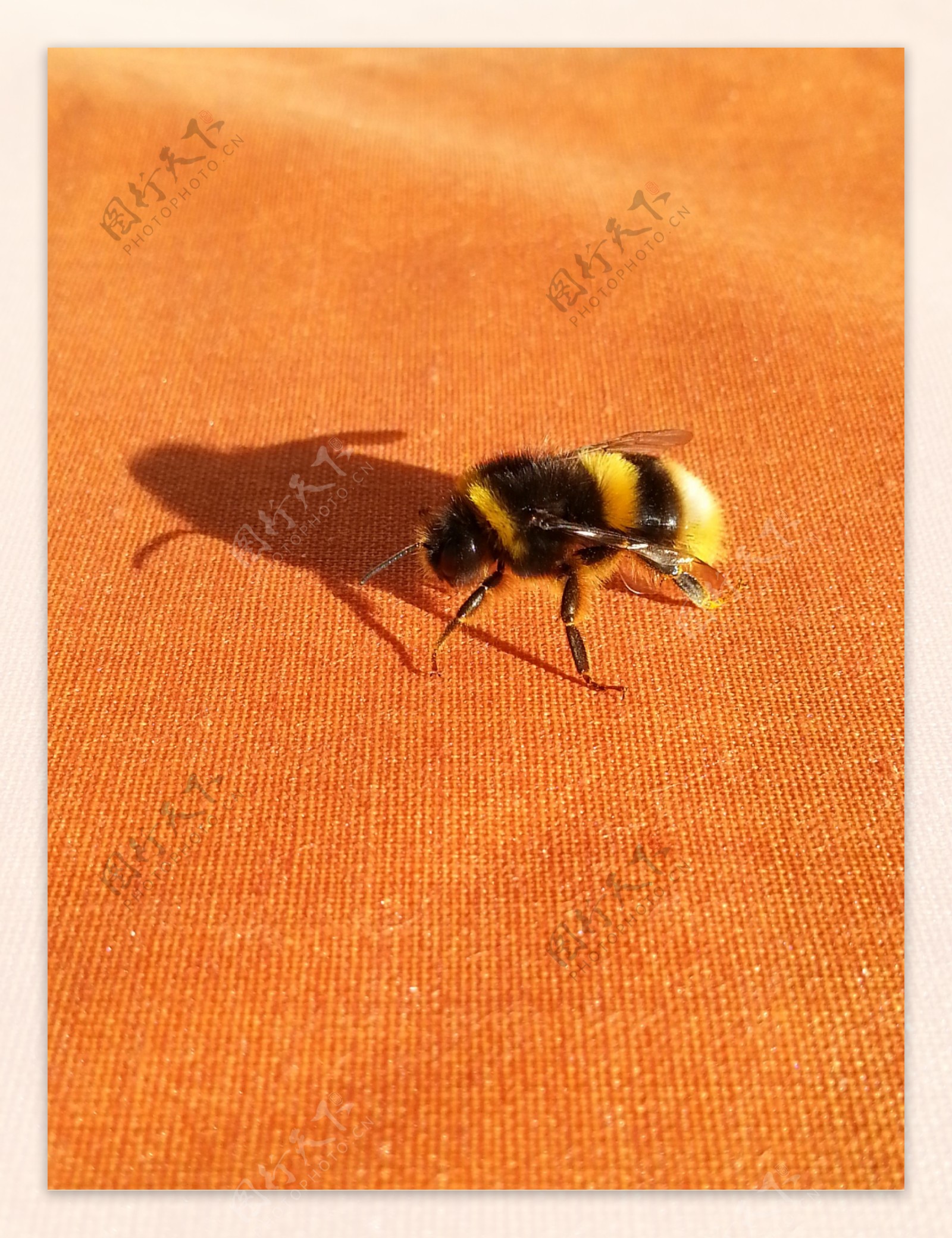 野生蜜蜂图片