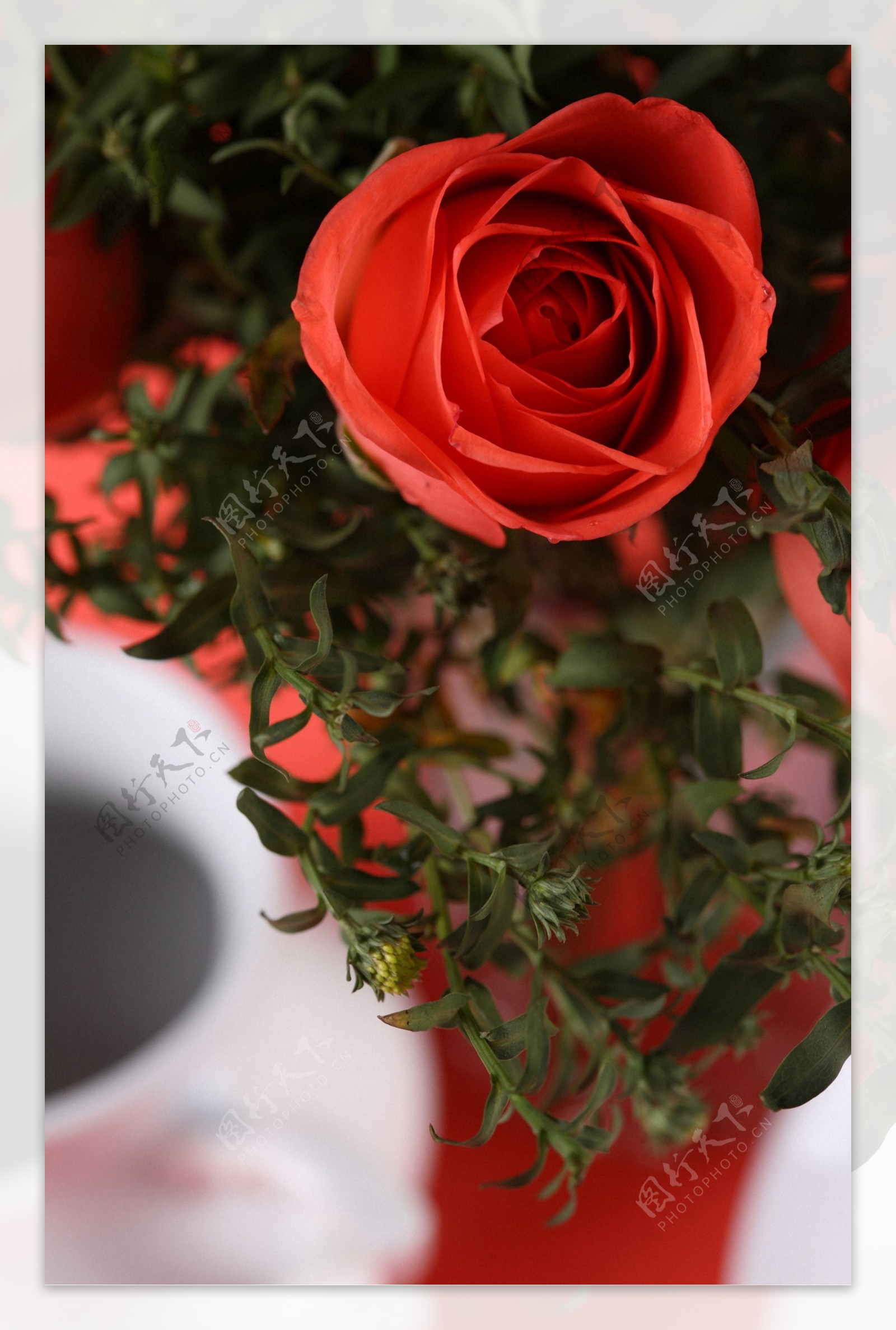 鲜艳的玫瑰花