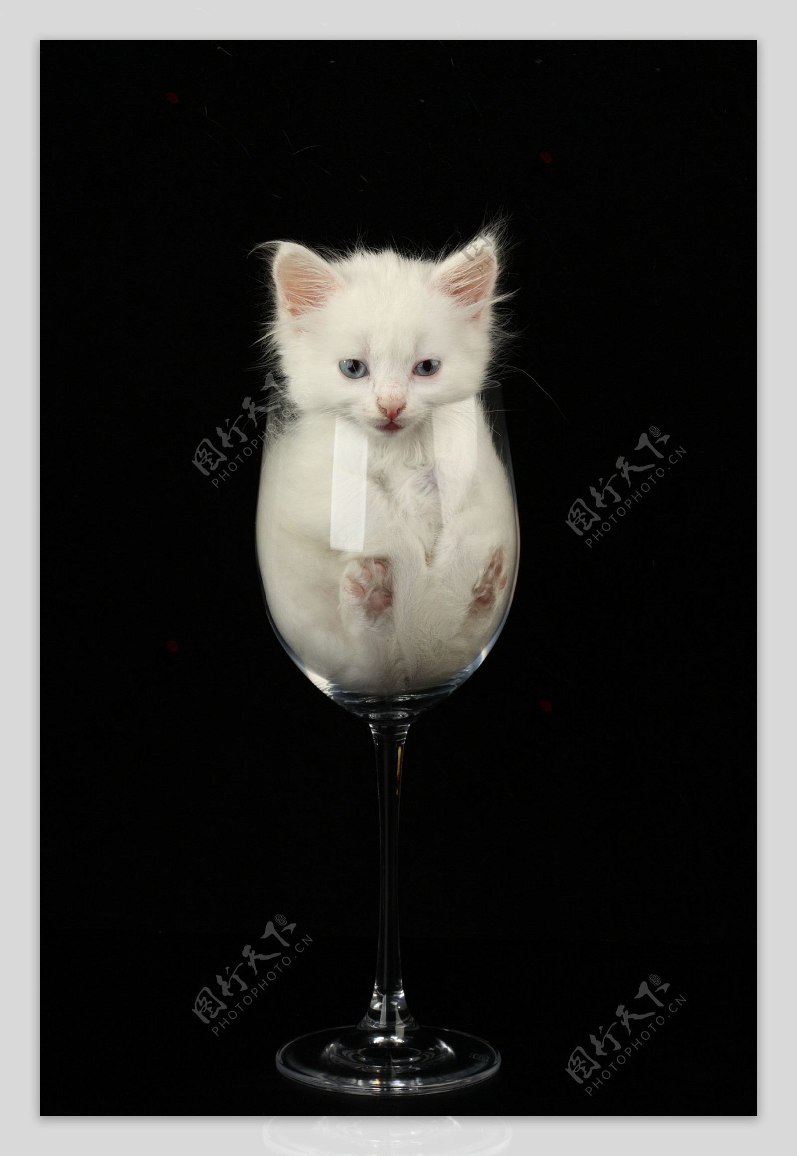 酒杯里的可怜小猫