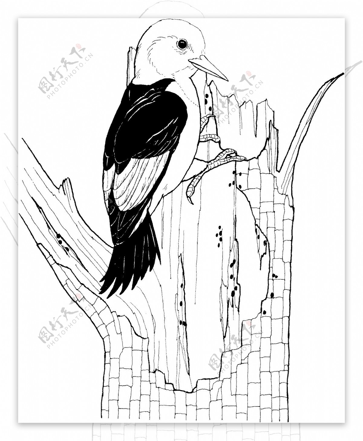鸟类素描动物素描图片素材-编号26393845-图行天下