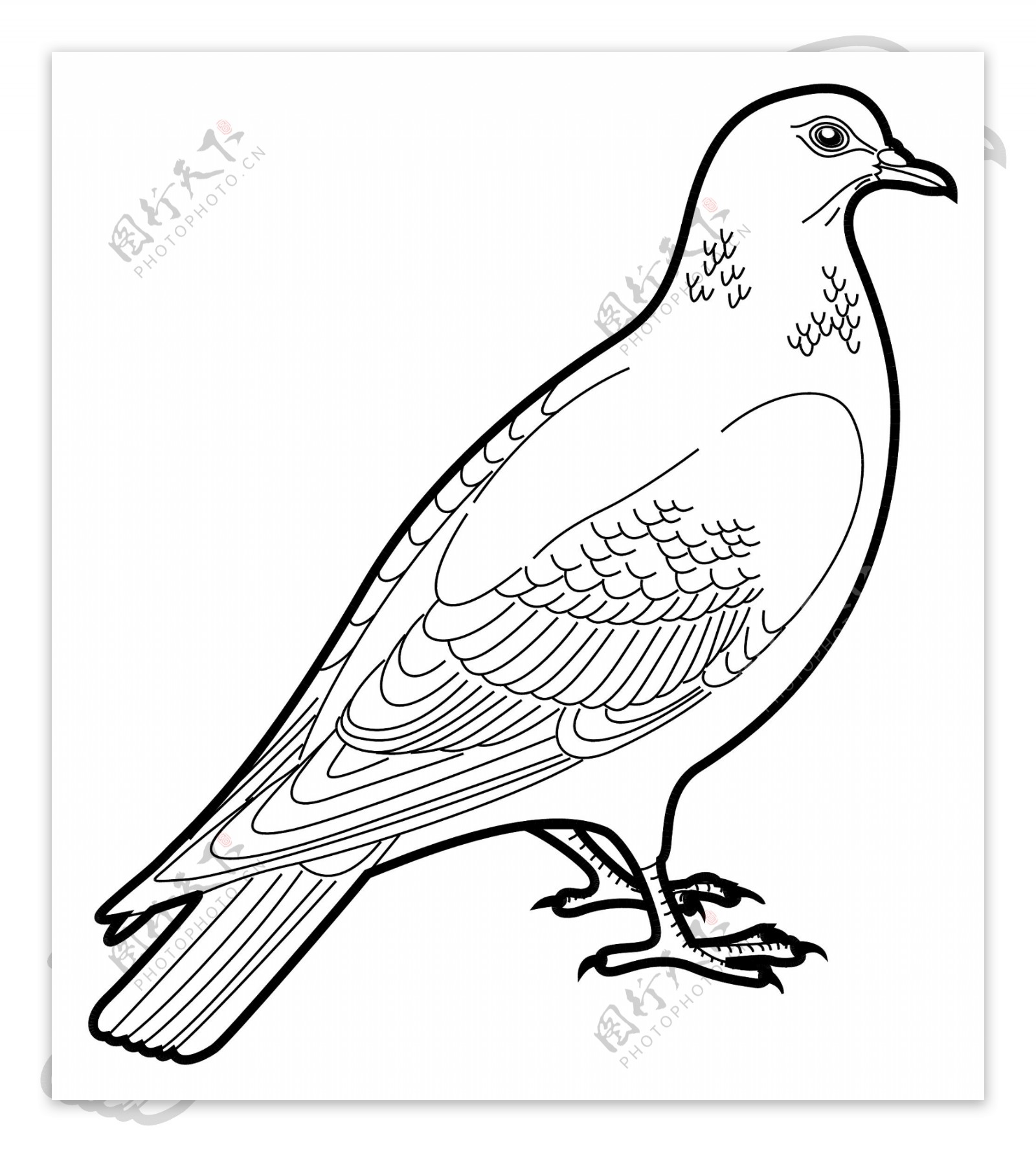 各种鸟类鸟动物矢量素材EPS格式1323