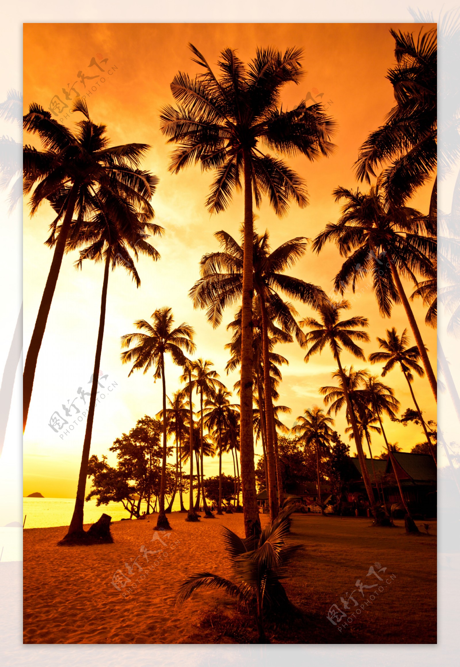 黄昏下的椰子树