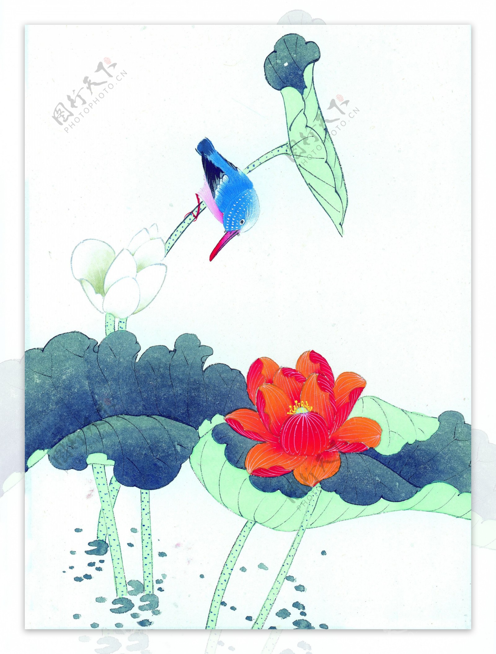 莲花与小鸟图片